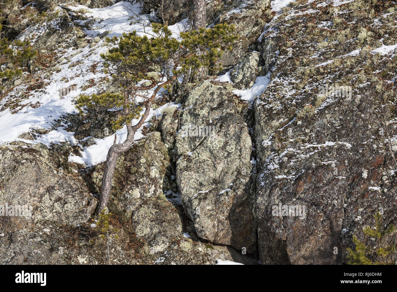 Finnland, einzelne Kiefer auf Felsen im Winter Stock Photo