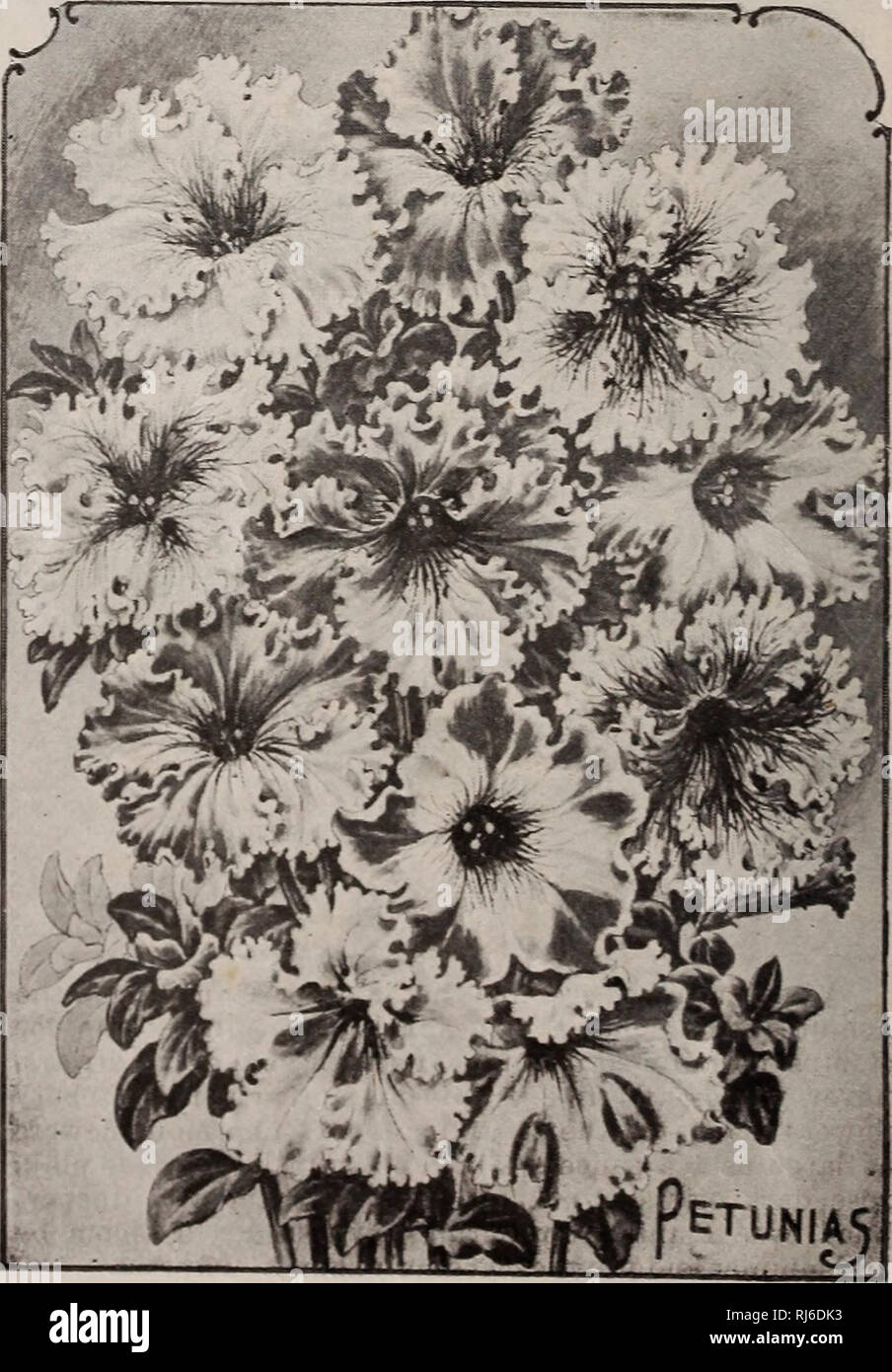 Page 11 - Bi Color Flower High Resolution Stock Photography and 