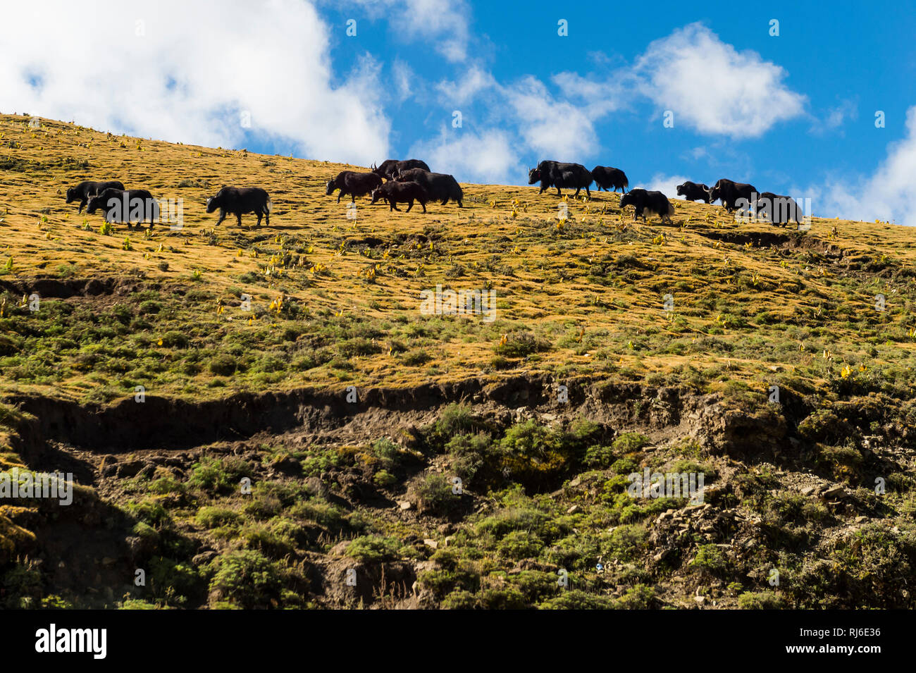 Tibet, Landschaft am Kamba La Pass, Yak Herde Stock Photo