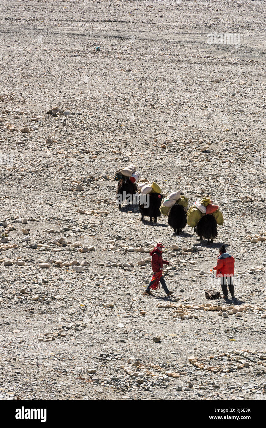 Tibet, das Basecamp des Mount Everest, Yaks brechen zu einer Expedition auf Stock Photo