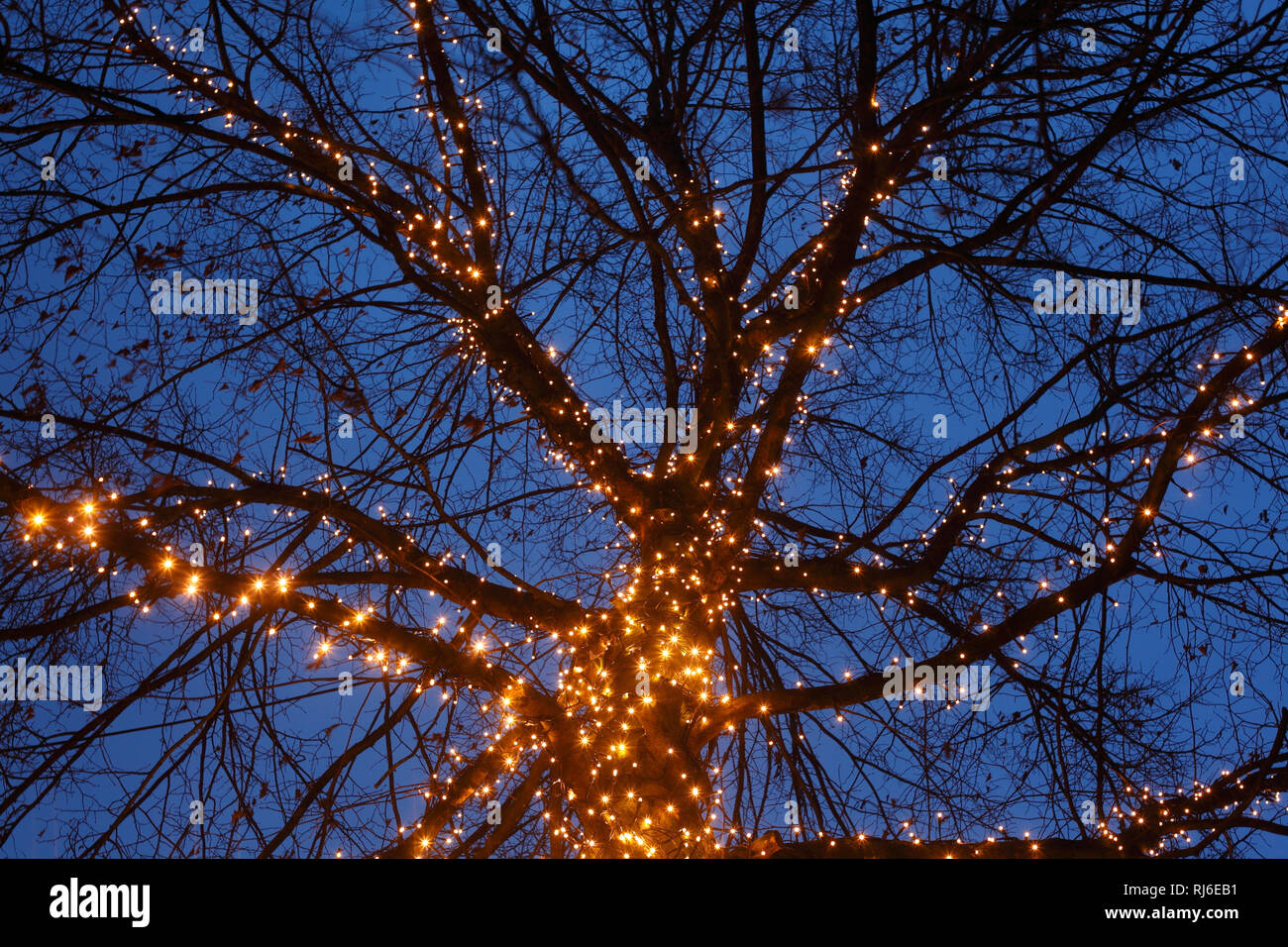 Weihnachtsbeleuchtung an einem Baum in der Abenddämmerung, Viertel, Bremen, Deutschland, Europa Stock Photo