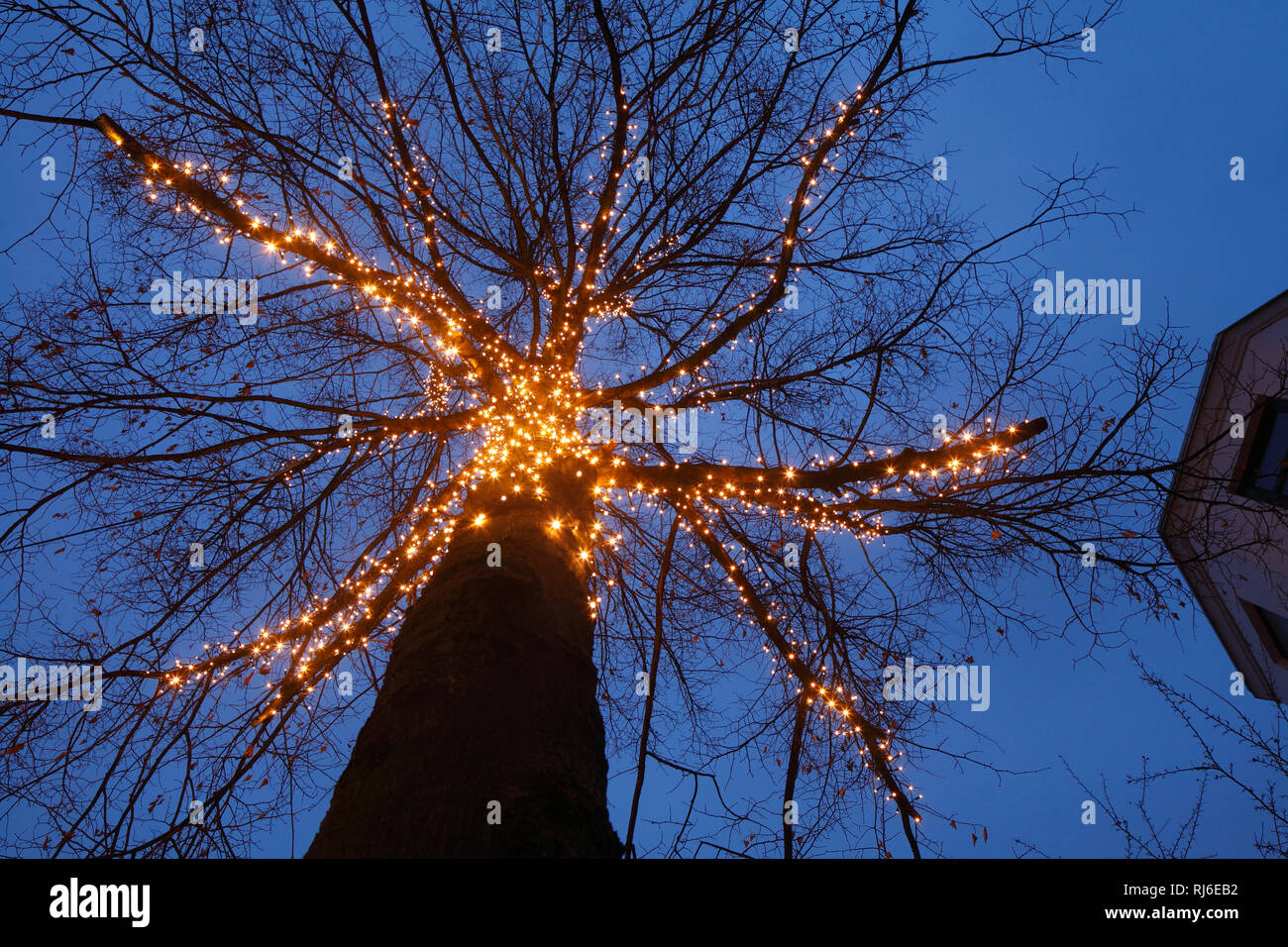 Weihnachtsbeleuchtung einem  Baum bei Abenddämmerung, Viertel, Bremen, Deutschland, Europa Stock Photo