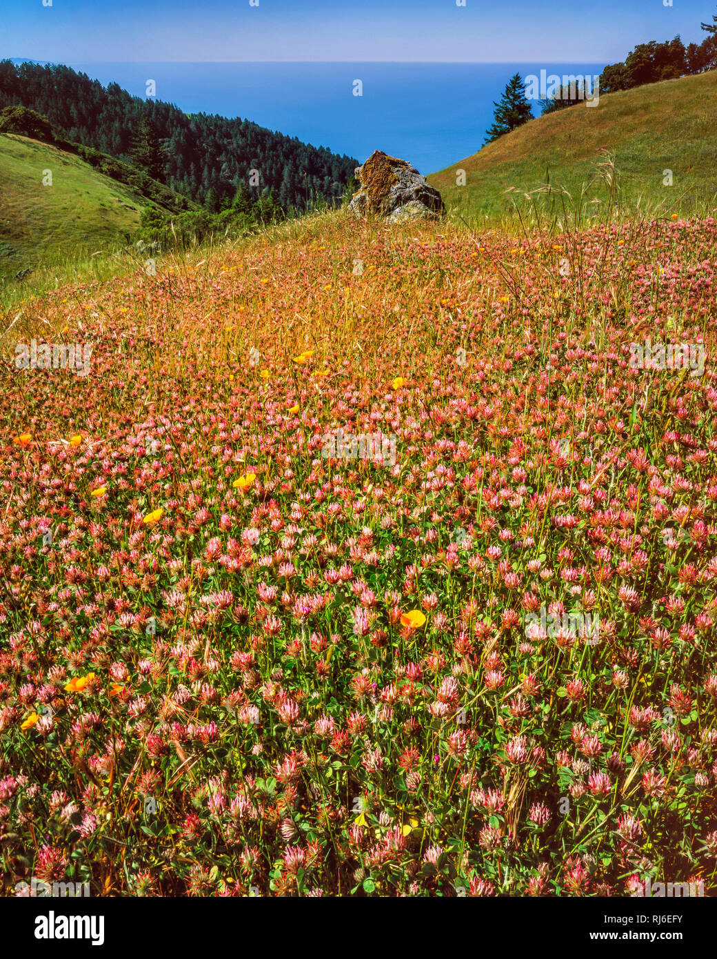 Red Clover, Trifolium pratense, Bolinas Ridge, Mount Tamalpais State Park, Golden Gate National Recreation Area, Marin County, California Stock Photo
