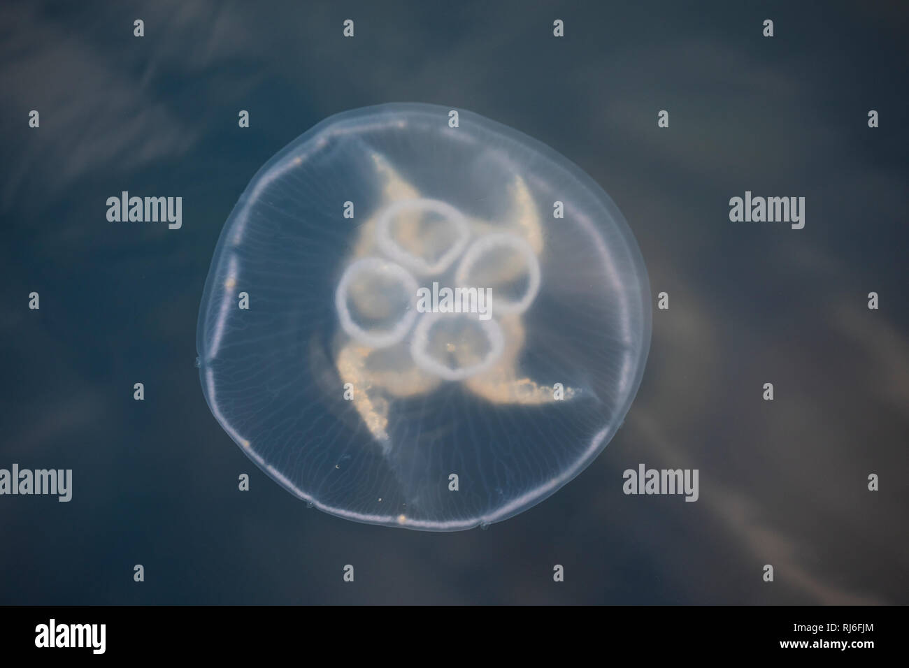 Ohrenqualle, Ohren-Qualle, Qualle, Quallen, Meduse, Aurelia aurita, moon jelly, moon jellyfish, common jellyfish, saucer jelly, La méduse commune, Aur Stock Photo
