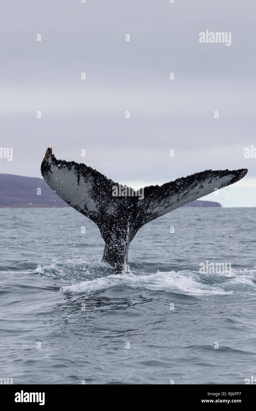 Buckelwal Fluke Buckel Wal Wal Wale Megaptera Novaeangliae Humpback Whale Fluke La Baleine A Bosse La Megaptere La Jubarte La Rorqual A Bos Stock Photo Alamy Buckelwal Fluke Buckel Wal Wal Wale Megaptera Novaeangliae Humpback Whale Fluke La Baleine A Bosse La Megaptere La Jubarte La Rorqual A Bos Stock Photo Alamy
