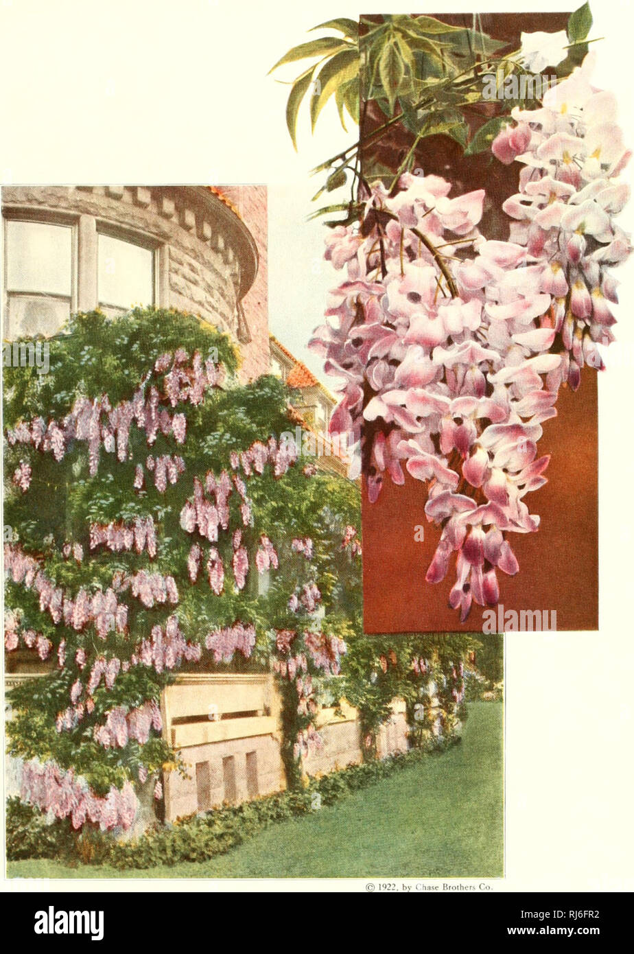 . Chase fruit and fowers in natural colors;. Fruit; Flowers; Nursery stock. I 1922. by Chase Bfolhers Co. Wisteria ''Purple A strong twining vine with long hanging cluster,s of purple flowers, blossoming in middle and late May; rapid grower; foliage nearly evergreen. The attractive pea-shaped flowers are borne in long, drooping racemes, producing a most beautiful effect. 109. Please note that these images are extracted from scanned page images that may have been digitally enhanced for readability - coloration and appearance of these illustrations may not perfectly resemble the original work..  Stock Photo