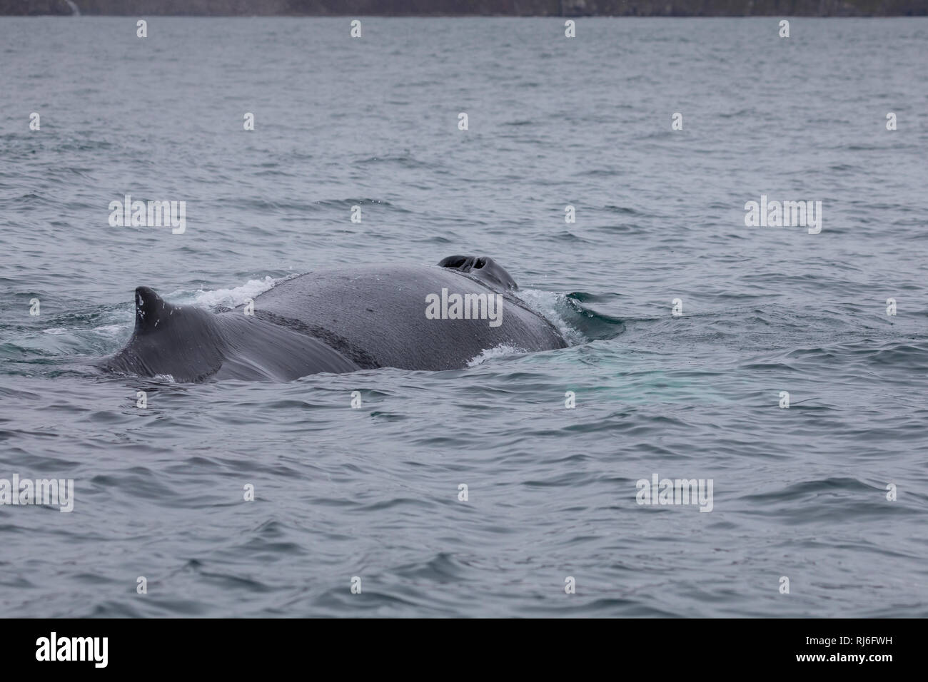 Buckelwal, Buckel-Wal, Wal, Wale, Megaptera novaeangliae, humpback whale, La baleine à bosse, la mégaptère, la jubarte, la rorqual à bosse, Walsafari, Stock Photo