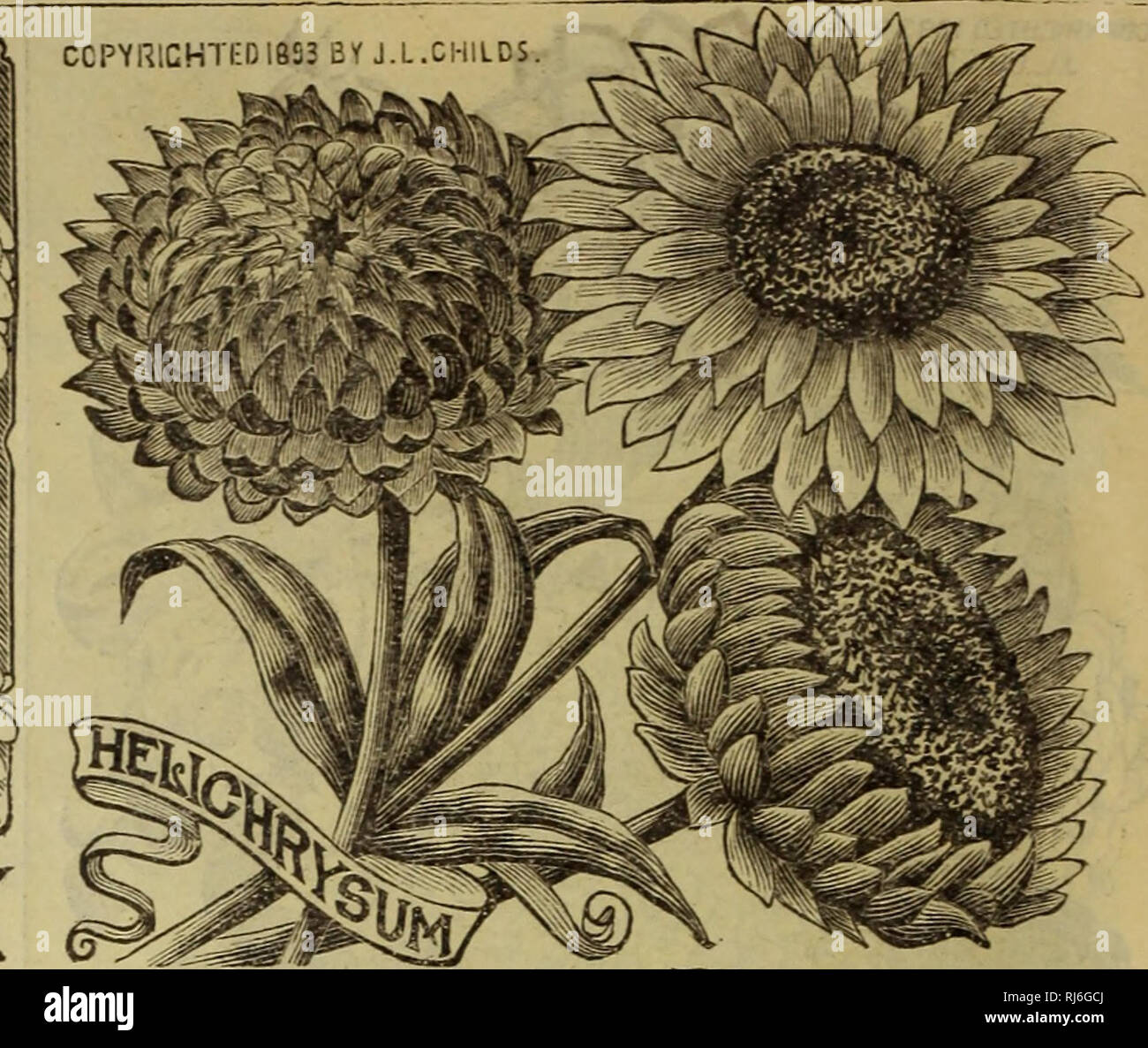 . Childs' rare flowers, vegetables, & fruits. Commercial catalogs Seeds; Nurseries (Horticulture) Catalogs; Seeds Catalogs; Flowers Catalogs; Vegetables Catalogs; Fruit trees Catalogs; John Lewis Childs (Firm); Commercial catalogs; Nurseries (Horticulture); Seeds; Flowers; Vegetables; Fruit trees. Gaillardia Perfection, These are aptly called the Chrysanthemum Gaillardias. owing to their great size, brilliant colors and double and perfect blossoms. Flowers are enormous size, perfectly double, and borne in great profusion all summer, while the colors and variegations are the most brilliant Stock Photo