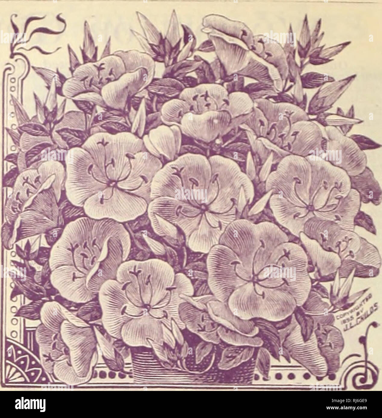 . Childs rare flowers, vegetables, and fruits. Fruit Varieties United States Catalogs; Flowers Varieties United States Catalogs; Vegetables Varieties United States Catalogs; John Lewis Childs (Firm); Fruit; Flowers; Vegetables. No other kinds of flowering Begonias can begin to coni- eare with the varities of B. Vernon for beauty and constant loom. They are so much superior to others that we have concluded to offer none but these. Plants flower perpetually all the year round, the plant being completely covered with bloom at all times, especially during winter. They make lovely budding plants in Stock Photo