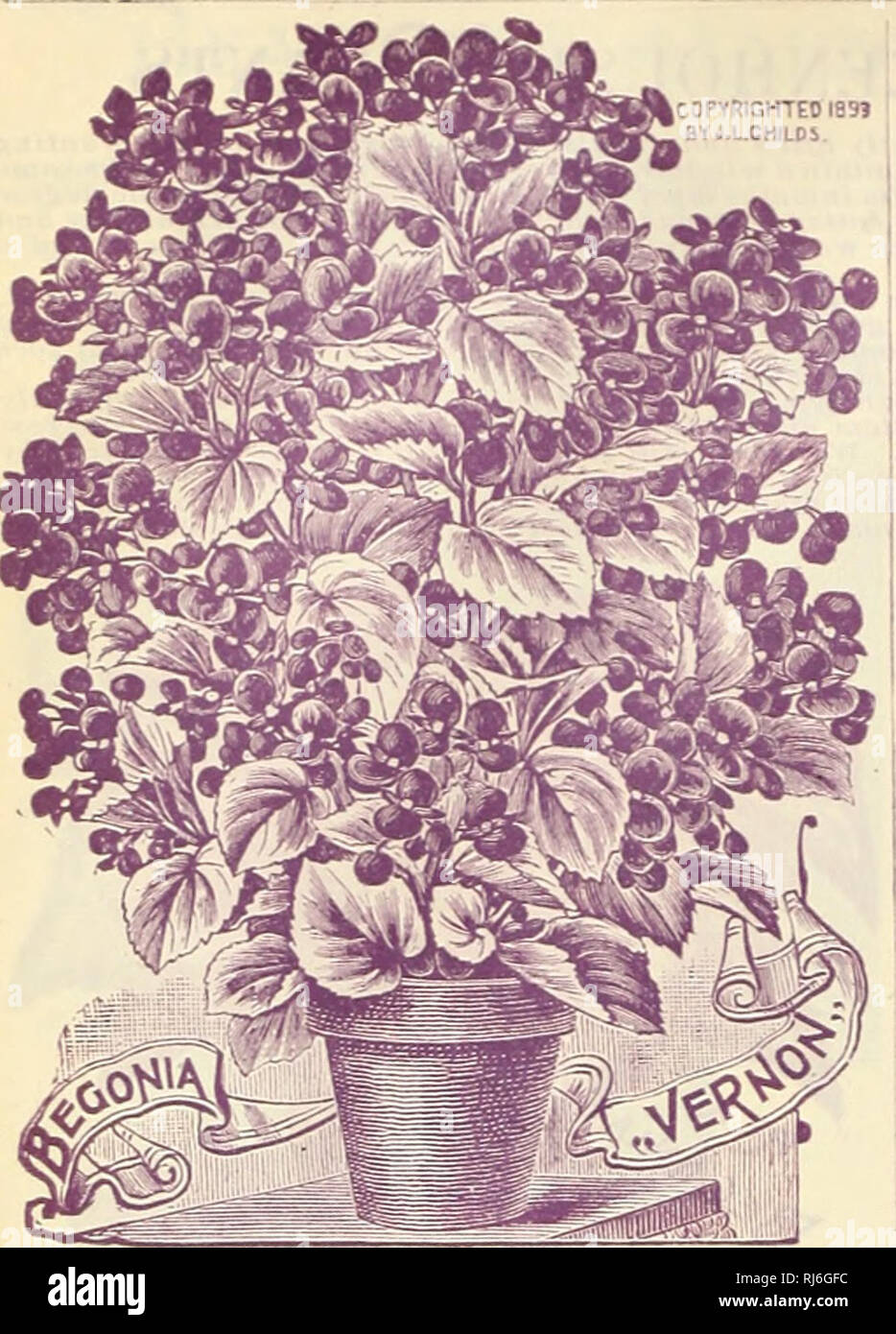 . Childs rare flowers, vegetables, and fruits. Fruit Varieties United States Catalogs; Flowers Varieties United States Catalogs; Vegetables Varieties United States Catalogs; John Lewis Childs (Firm); Fruit; Flowers; Vegetables. 1 12 JOHN LEWIS CHILDS, FLORAL PARK. QUEENS CO., N. Y. COPYRIGHTED 1891 Bt J.L.CMJLDS. No other kinds of flowering Begonias can begin to coni- eare with the varities of B. Vernon for beauty and constant loom. They are so much superior to others that we have concluded to offer none but these. Plants flower perpetually all the year round, the plant being completely covere Stock Photo