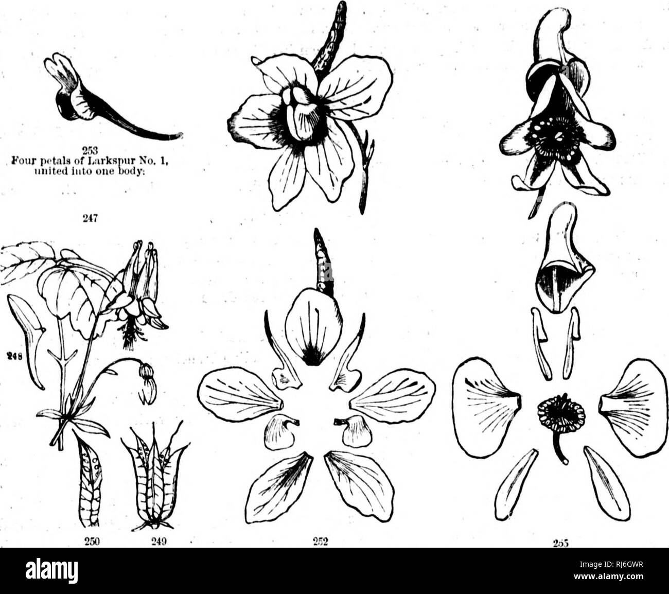 . How plants grow [microform] : a simple introduction to structural ...