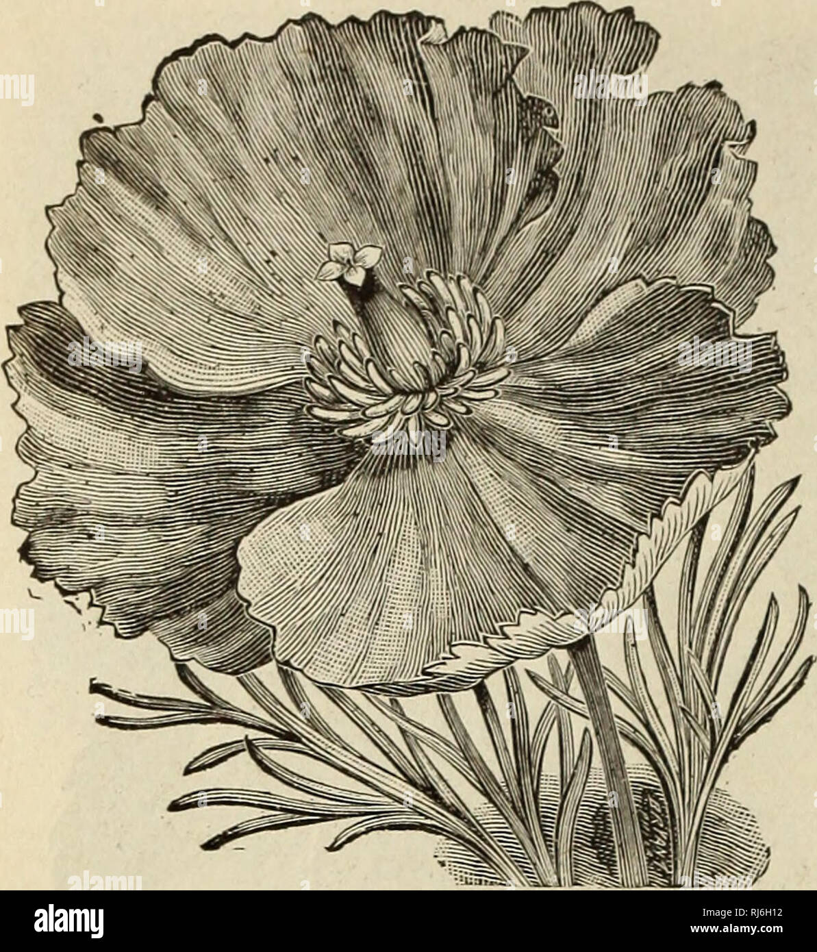 . Choice flower seeds 1912 : compliments of Miss Emma V. White. Flowers Seeds Catalogs; Seeds Catalogs; Vegetables Seeds Catalogs. MISS EMMA V. WHITE. ESCHSCHOLTZIA, or California Poppy Eschscholtzia, Burbank's New Crimson. Lovely clear rosy-crimson flowers, the most beau- tiful of the new crimson-flowered type. 1 ft. Pkt., 200 seeds. 5c. Bush Eschscholtzia. The plant makes a low shrubby bush, with flowers like the ordinary Esch- scholtzia In color and form but daintily crinkled and extra large, on long stiff stems. The most beautiful thing in yellow for cut flowers. Pkt., 100 seeds, 5c. Eschs Stock Photo