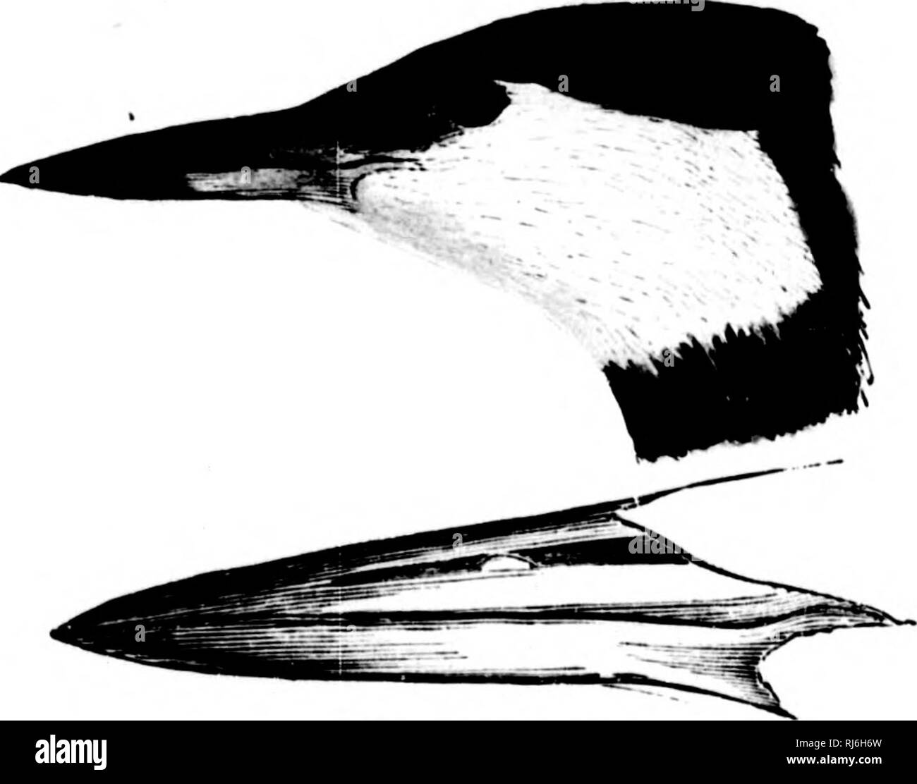 . The water birds of North America [microform]. Birds; Water-birds; Oiseaux; Oiseaux aquatiques. i 428 THE DIVING BIRDS - PYGOI'ODES. Colymbus Holbcellii. THE AMERICAN RED-NECKED OREBE. Podiceps rubricnlUs, &quot;Lath.'&quot; Udxap. Synoi). 1828, 41&quot;. — Sw. k Kicii. F. R. A. II. 1831, 411.— Xi-TT. Man. II. 1S:U, '2.'.3. — Arn. Oni. Biog. HI. 1835, 017, pi. 2!t8 ; Syiiop. 183,'), 357 ; B. Am. VII. 1844, 312, j.I. 4S0. Podiceps rnbricollis major, Tkmm. &amp; Sciii.F.o. Kauii. Jap. 1849, pi. 78, B (not Colymbus major, BoDD. 1783). Podiceps grmkjena, &quot; BoDD.&quot; Lawk, in BairJ's B. N.  Stock Photo