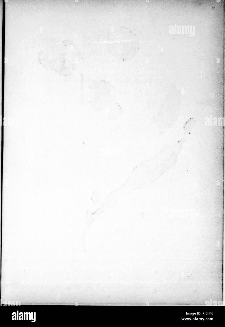 . Canadian wild flowers [microform]. Wild flowers; Fleurs sauvages. . Please note that these images are extracted from scanned page images that may have been digitally enhanced for readability - coloration and appearance of these illustrations may not perfectly resemble the original work.. Traill, Catherine Parr Strickland, 1802-1899; Chamberlin, Agnes D. , 1833-1913. Montréal : J. Lovell Stock Photo