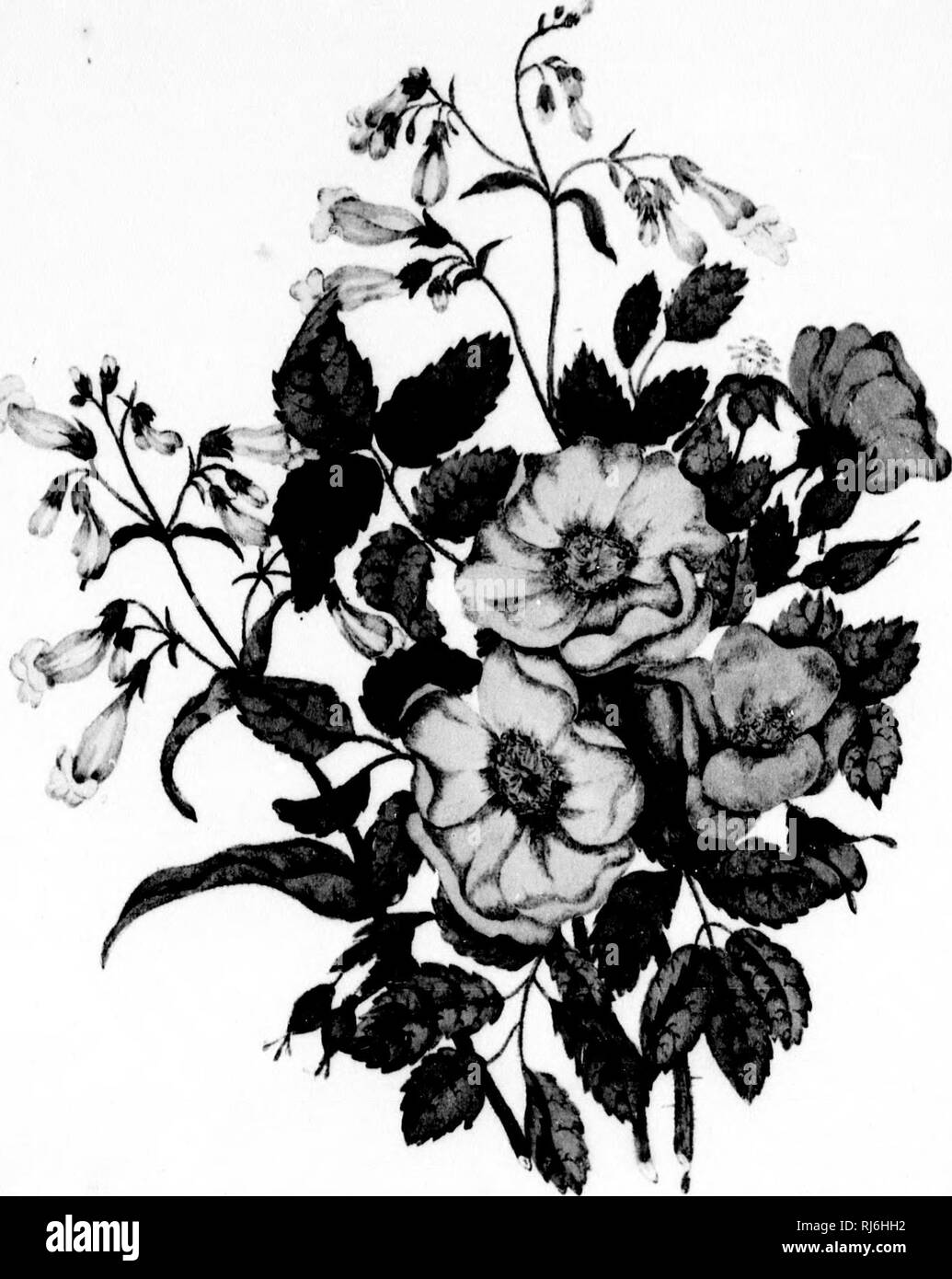 . Canadian wild flowers [microform]. Wild flowers; Fleurs sauvages. :-. h AM ! 'A . V IJKMC I IrMiiN. Please note that these images are extracted from scanned page images that may have been digitally enhanced for readability - coloration and appearance of these illustrations may not perfectly resemble the original work.. Traill, Catherine Parr Strickland, 1802-1899; Chamberlin, Agnes D. , 1833-1913. Montréal : J. Lovell Stock Photo