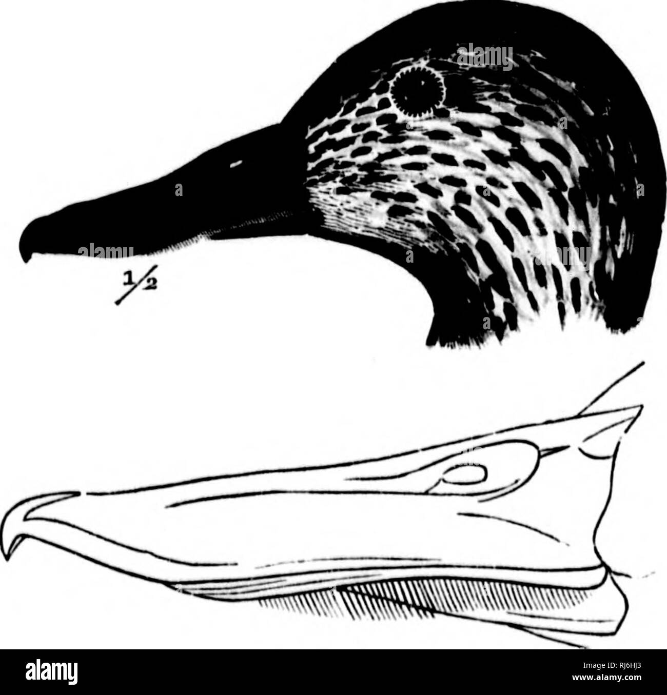 . The water birds of North America [microform]. Birds; Waterbirds