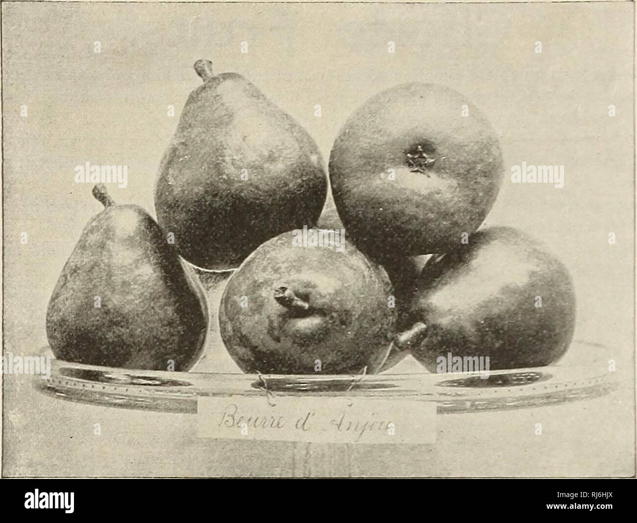 . Choice hardy trees, shrubs and plants for fall planting. Nurseries (Horticulture) New York (State) New York Catalogs; Trees Seedlings Catalogs; Plants, Ornamental Catalogs; Flowers Catalogs. 50 Fred'k W. Kelsev, 145 Broadway, New York.. From Photograph. .njou Pears. Cop&gt;Tighted by Fred'k V. Kelsey SELECT PEflRS. The following are the best Pears. New varieties are marked thus* : All Pears should be gathered from one to two weeks before they are ripe. For convenience in selecting, the time of ripening is given. Price, standard trees, first-class, 50 cts. ; extra sizes, 75 cts. to Si.50. D Stock Photo