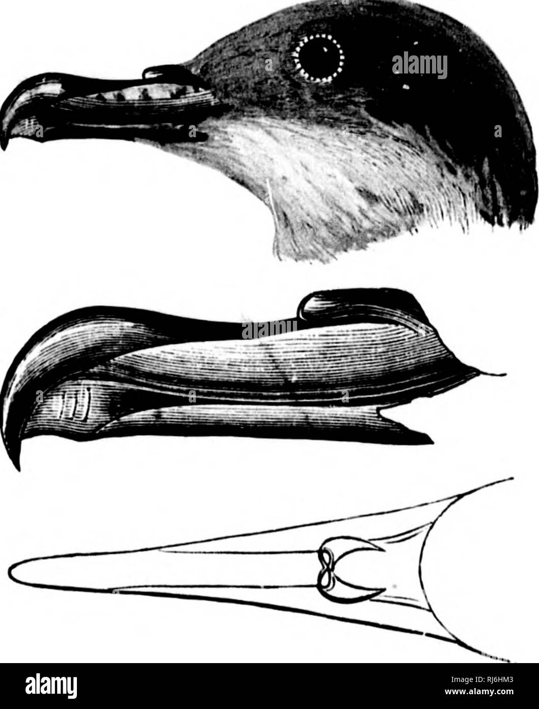 . The water birds of North America [microform]. Birds; Water-birds; Oiseaux; Oiseaux aquatiques. PUOUELLAilllD/E — THE PETRELS — PRIOFINUS. 375 FriofinuB cinereus. THE BLACK'TAILED 8HEABWATEB. Procellaria cinerea, Gmel. S. N. I. 1788, 563. Pi'iqfimis cinereus, Homb. &amp; Jacq. Conipt. Rend. XVIII. 1844, 355. Puffinui cinereus. Lawk, in Binls N. Am. 1858, 835. — Baiud, Cat. N. Am. R. 1859, no. 651. Adamaator citieretis, CoUES, Pr. Phildd. Acad. 1864, 119. — Stkeets, Bull. U, S. Nat. Mus. no. 7, 1877, 29. ? Proccllaria melanura, Bonn. &quot;Enc. Mcth. 1790, 79.&quot; Adanastor melanurus, C'OUES Stock Photo