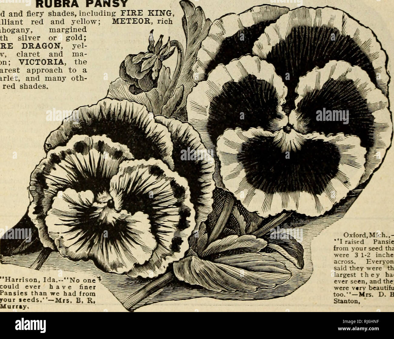 lima bean seeds to plant Bean Lima Fordhook Seeds 22.8g from Ferry-Morse Seeds