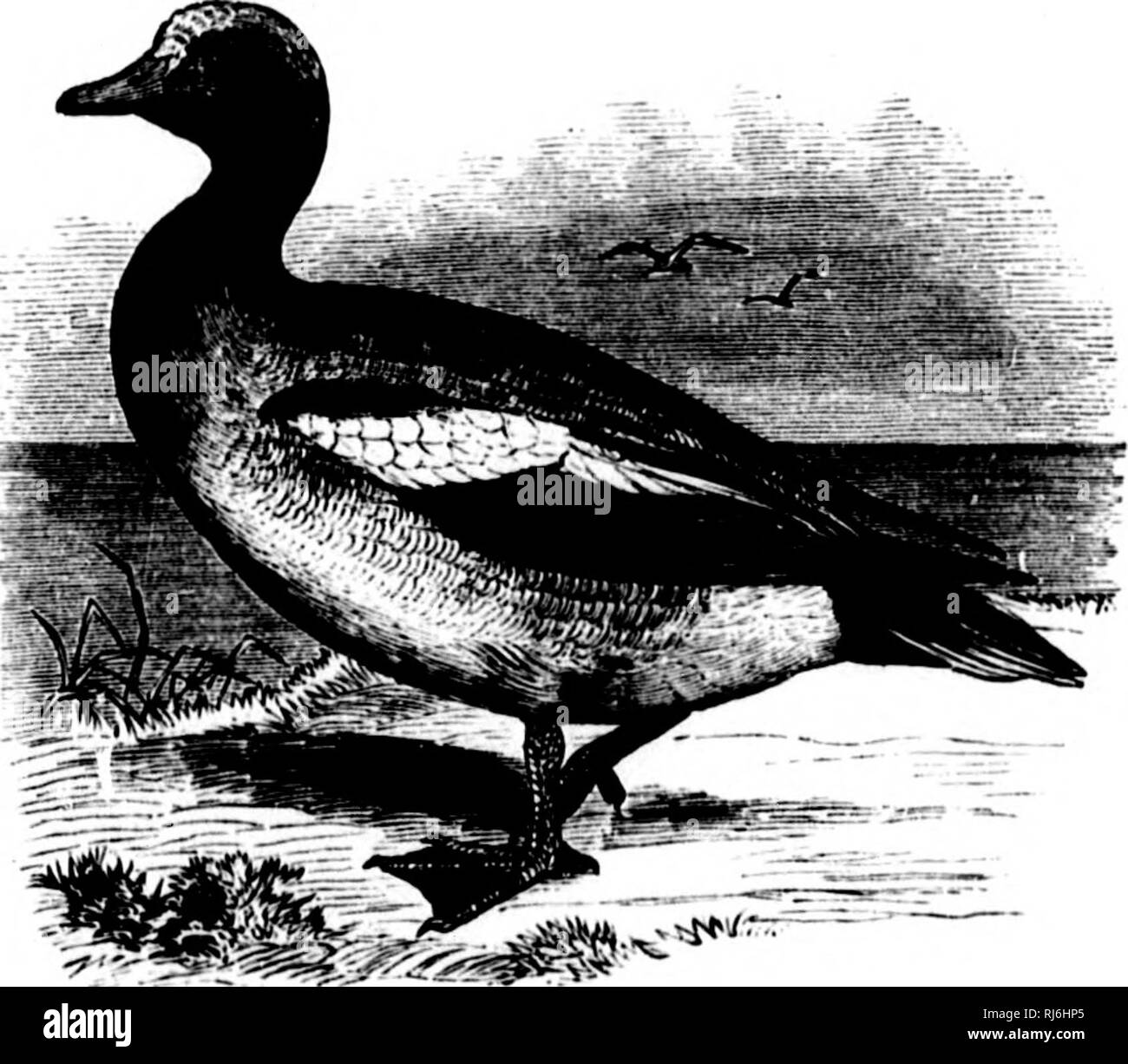. The water birds of North America [microform]. Birds; Waterbirds