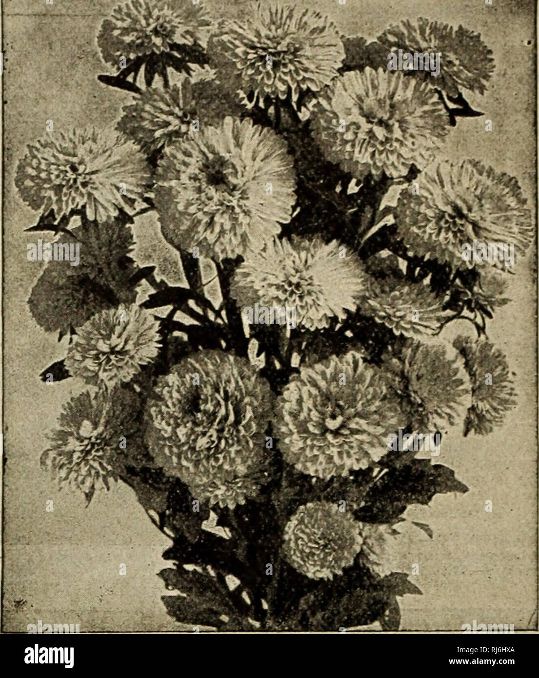 . Choice flower seeds 1912 : compliments of Miss Emma V. White. Flowers Seeds Catalogs; Seeds Catalogs; Vegetables Seeds Catalogs. AND -5- Athol, Mass.,---"1 raised the most beautiful Asters I ever had from your seeds. "---Irene F. Rich. MIO-SEASON-COMPACT TYPE MISS EMMA V. WHITE EARLY FLOWERING QUEEN OF THE MARKET If you want Asters at tke earliest possible date, this should be in your purchase. It comes from 2 to 4 weeks earlier than any other sort, and is besides a handsome flower. Price of each, pkt., 125 seeds, 5c; 2 pkts., 8c. Pink shades White Purple shades Mixed WHITE PARISIA Stock Photo