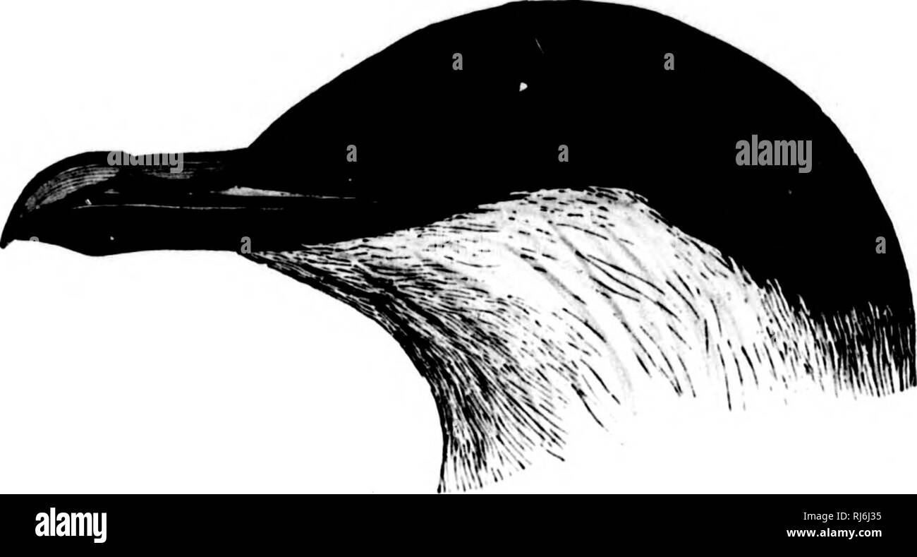 . The water birds of North America [microform]. Birds; Water-birds; Oiseaux; Oiseaux aquatiques. STEUCOUAKIID.E — THE SKUAS AND JAEUERS — STERCOIIAIUUS. 339 Stercorarius longlcandns. THE ABCnC JAEOEB; LOHO-TAILKD JASOEB. Stercorarius longicandus, ViKlLL. Nouv. Diet. XXXII. 1819, 157. — Stejnegeh, Proc. V. S. Nat. Mas. Vol. 5, pp. 40-42. Stcrcorariiia lomjiaiudatus, Db Sely.s, Fauno Belg, 1842, 15(5. Lfslri.i iMirnsiliai, Illio. I'roilr. 1811, 273. — I.Kss. Muii. II. 1828, 288 (nee LlNN.). — Sv. &amp; Rich, F. B. A. II. 1831, 430. — Nrrr. Man. II. 1834, 317. Lcalris iMirasiliciis, Tf.mm. Man.  Stock Photo