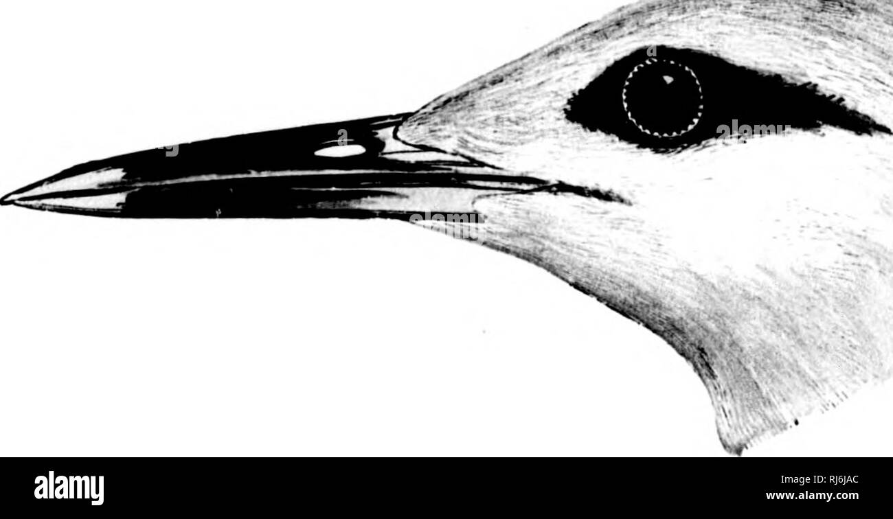 . The water birds of North America [microform]. Birds; Water-birds; Oiseaux; Oiseaux aquatiques. LARID^ âTHE GULLS AND TERNS â STERNA. 291 Sp. Char. Adult, in summer (&gt;.): Head, axillars, entire lining of the wing, and tail-coverts (aliove and below) silky white ; a blackish or dusky stripe on each side of the head, entirely sur- rounding the eye, and extending back over the auriculars. Rest of the plumage very pale pearl- j,'i'ay (the lower surface uniform with the upper), the outer surface of the primaries and their diverts inclining to silvery white ; inner web of outer quill chi(3fly wh Stock Photo