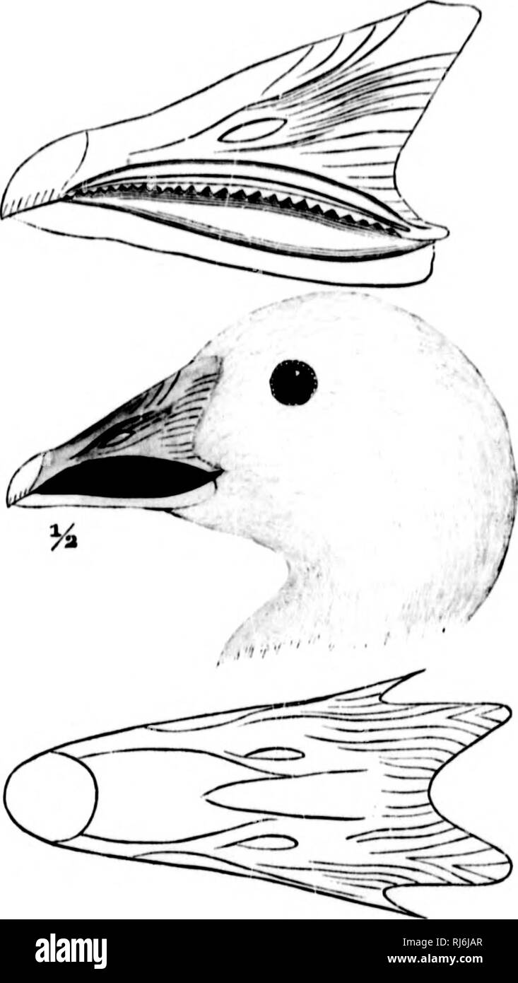 . The water birds of North America [microform]. Birds; Water-birds; Oiseaux; Oiseaux aquatiques. ANSEUINiK â TIIK (JKKSK â CilEN. 439 Chen hyperborena. THE SNOW OOOSE. Atuer hijperborfiM, Pai.i.. H|iic. /ool. Vlll. 17tl7, 80, 25,1'l. fln ; (hkistcrn SilÂ»oiia) Zoog. RoHtM)-AÂ«. II. l.S'JtI,'JJ7. â Sw. it Kit II. !â '. U. A. II. isai, HI7. Svrr. Mmi. II. 1S;J4, :ilÂ». Aid. Orii. UioK. IV. 18;iÂ», r.Â«2, j.l. 'Ml ; Syiiop. 18311, ^7:1 ; II. Am. VI. 184U, 'Jl-', pi. :W1. - H.iiii&gt;, H. N. Am. 1858, 7tlO ; Cut. N. Am. H. 18.11), no. 5Â«!1. â Coikw, Koy, 1872, '282; Clietk Lint, 187;t, 11&quot;. Stock Photo