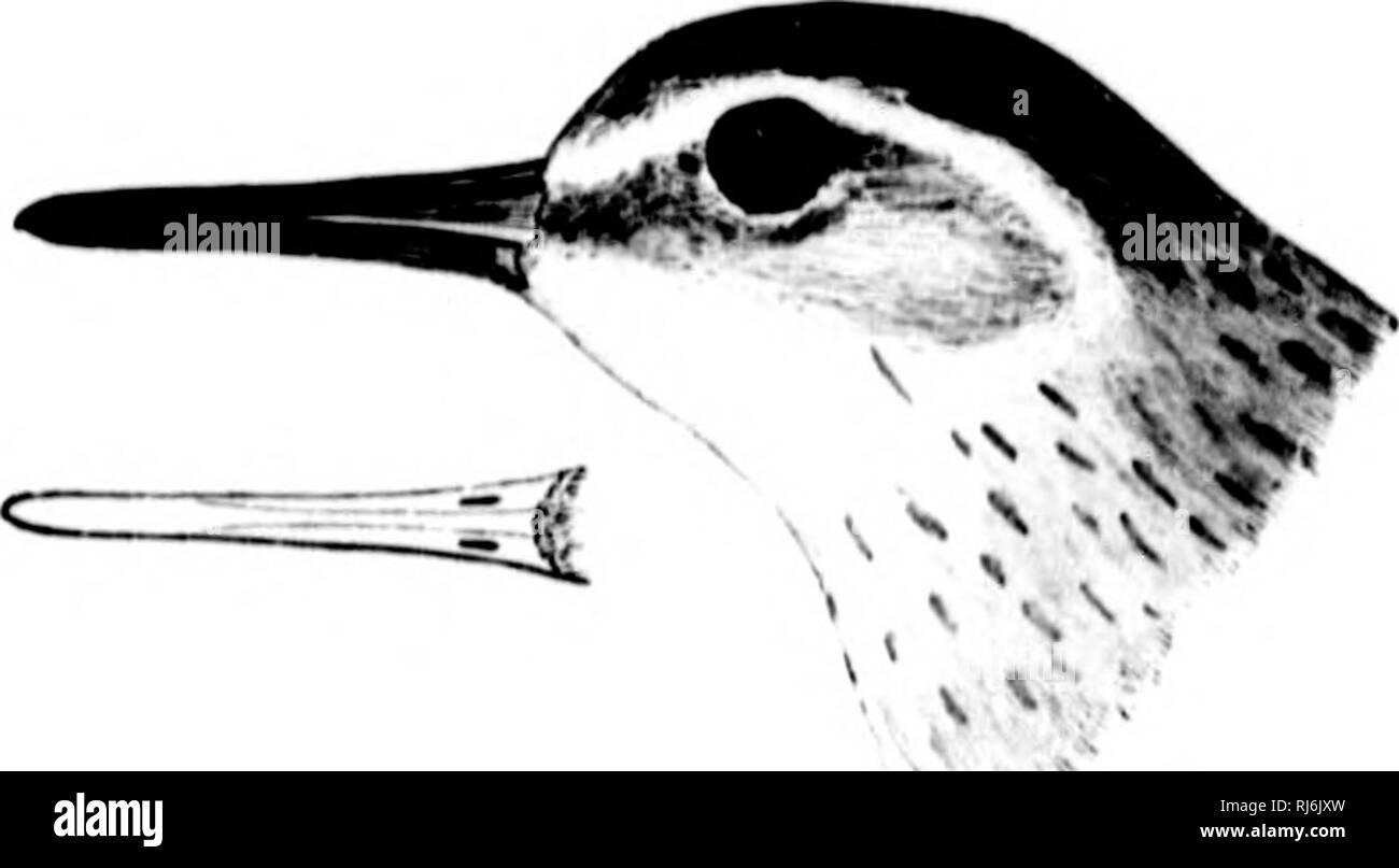 . The water birds of North America [microform]. Birds; Water-birds; Oiseaux; Oiseaux aquatiques. SCOLOI'ACID.K TIIK SNIIM-; KAMII.V-ACToDlloMAH. 227 ActodromsB fiiscieollls. BONAPABTI'B IAN DPI PER. 7 /It fii^ciritlth, ViKii.i.. N'lmv. hilt. ...IV. IHlli, |i!l (IuimiI mi Chni'l iln ftrnlitrrjo }tardo, Al.., .|iiinl. III. M:, HinlH N. V. In7(, &gt;il. Tfiiiijii Schiir.ii, U..NAI'. .Syiio].. l.sjs, •J41»; Am. Oni. IV. 1SU3, ?ll&gt;, pi. 2», I'lK. '2. - Ni'TT. Mftii. il. 1«:U, Mit. .Sw. &amp; Itidi. K. H. A. II. ISill, :)84. — Aii&gt;. Orn. Ilhi^. ill. Isa.J, C'.'O. |il. 278 ; .&quot; Stock Photo