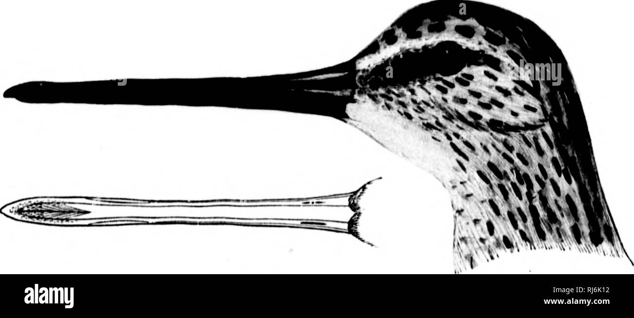 . The water birds of North America [microform]. Birds; Water-birds; Oiseaux; Oiseaux aquatiques. 1% i'K.KCoCIAI, (IHAI-I-ATURESâ LIMICuL.'E. !i &gt; Macrorhamphus griseus. .(. OrUeuB THE QBAY BRIPE; OBAT-BACK; DOWITCHEB. Sroln/Mij- ijrisi-ti, (iMKi.. f*. N. I. 178M, (158 (lnwiul on the Broini Snipe of PKNN.VNr aiul Latham). Macroi-hiimiihun;/rinrii.H, l,i;.i ii. I'at. Iliit. Muh. 1810, !J1. âCahsin in lliiiiil's II. N. Am. 18oK, 712. â lUiiii., Cat. N. Am. II. l.^.V.&quot;, no. .I-JI. â CofK.s, Key, IS7&quot;J, â¢.'')3 ; (lurk l,iM, 187;), no. Ji:,; 2il cil. ISH-J, no. tio!&quot;; IlihU N. W. Stock Photo