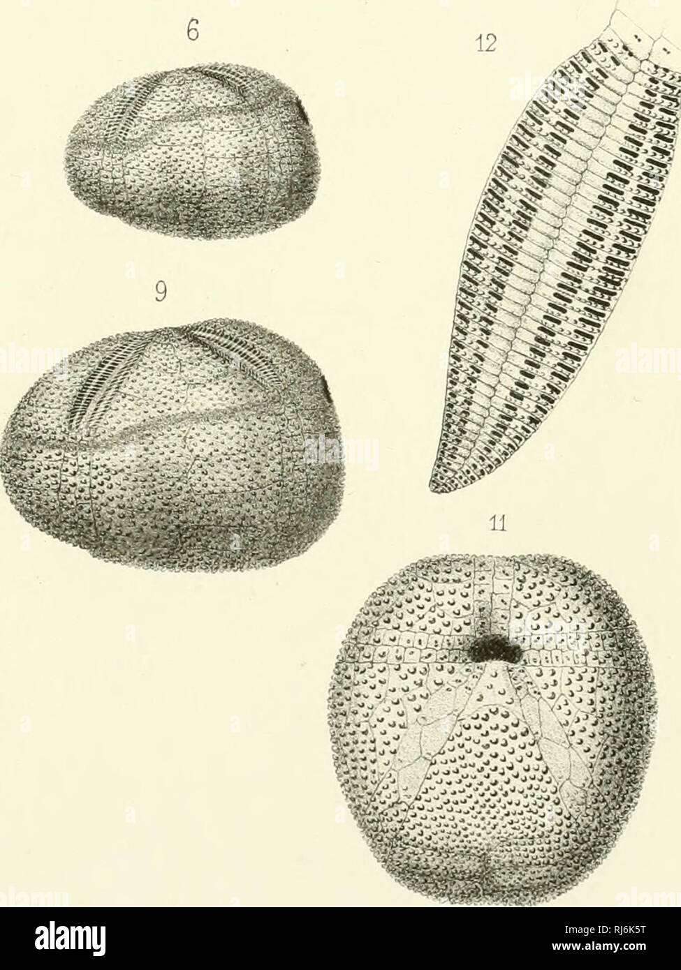 . Échinides fossiles de l'Algérie; description des espèces déja recueillies dans ce pays et considérations sur leur position stratigraphique. Terrains secondaires. Sea urchins, Fossil; Paleontology. 10 ffumbert liih. Tiap.Bsccmet, Pans. y .r. yS^//7^^.r^^^/' C/nruve/7e/c, /&quot;cron et fmafAur. ^'-''^- ^ Z(yfe/( CynaAtJ,.. Please note that these images are extracted from scanned page images that may have been digitally enhanced for readability - coloration and appearance of these illustrations may not perfectly resemble the original work.. Cotteau, Gustave Honoré, 1818-1894. Paris, G. Masson Stock Photo