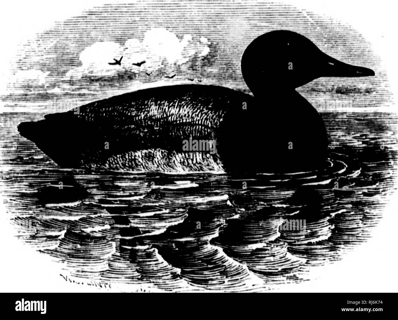 The water birds of North America [microform]. Birds; Water-birds; Oiseaux;  Oiseaux aquatiques. 30 LAMKLLIUOSTllAL SWIMMEUS — ANSEliKS. '^ JBthjiA  vallisneria. THE CANVAS-BACK DT7CX. ^liKiH vnllinnerin, Wii.s. Am. Orii.  VIII. 1814,103, iil.