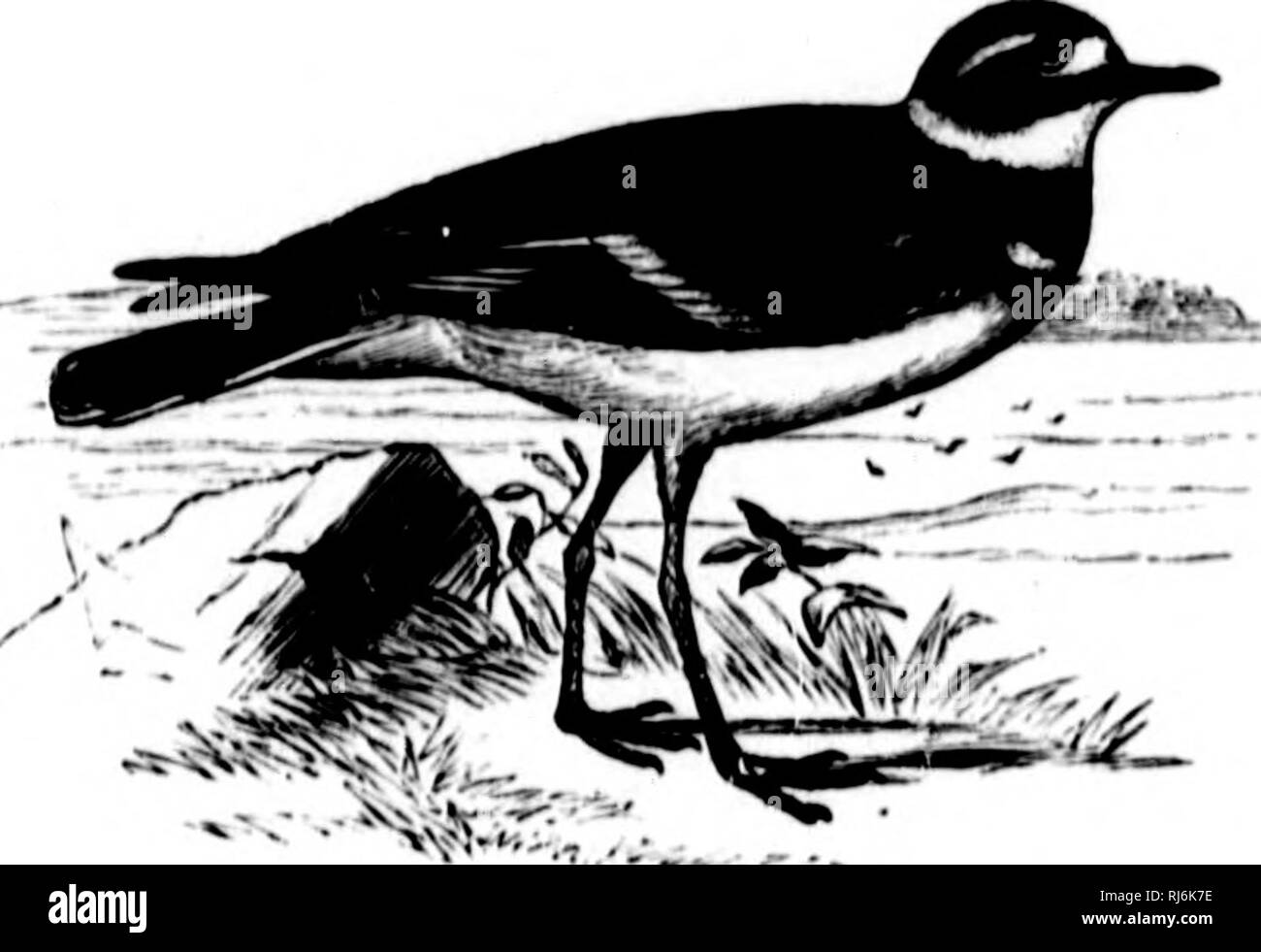 . The water birds of North America [microform]. Birds; Water-birds; Oiseaux; Oiseaux aquatiques. ciiARAnniin.E — the plovers — oxyeciius. 147 Mr. II. Hei'lM)hiu (Urn, 1M71&gt;, p. l.').'{j first iiu'l with this Mju'cieH in Sihvriii, .luiic 5, iiiul secured niaiiy HperiiiieiiH uh it puxMeil tlie Kou-rug-i-ka in its niigrutionH. ITe ii^iiiii &quot;&quot;'t witli it on tilt' open tuin/ni, hcyoml tin- limit of I'orrMt-growth, in Int. GU&quot; .to'. The nest was ii mere hollow in the uronml, lint'd with broken stiilks of reindoer- iiioss. The eggs, fonr in nnmlier, averaged 1.1M» hy !.;]«'. These w Stock Photo