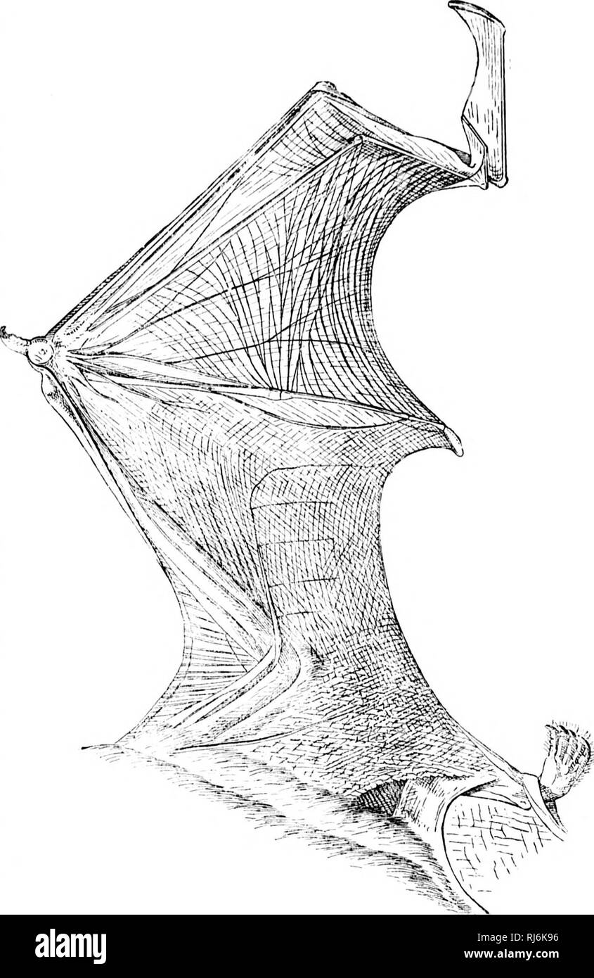 . A monograph of the bats of North America [microform]. Bats; Chauves ...