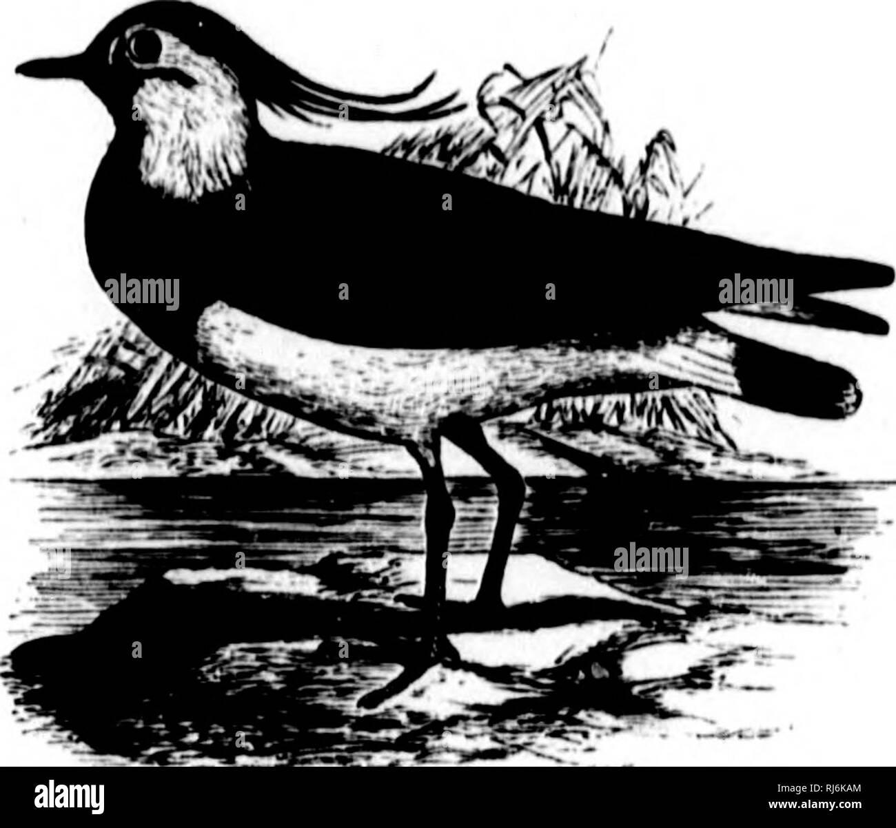 . The water birds of North America [microform]. Birds; Water-birds; Oiseaux; Oiseaux aquatiques. 130 PRiECUClAL GKALLATOIIES — LnUCOL^E. VanelluB capella THE LAPWIMO. TriiKja vanellns, Linn. S. N. id. 10, 1758, 148 ; ud. 12, 1700, 248. Ckmulnita vaitrllus, Va(il. Syst. Av. 1827, no. 47. — X.VUM. V0«. Dcutschl. IX. 1838, 200, pi. 179. Vanellm ctijicllu, Scii.vKKb'. (hn. Mii.s. 178U, 40. — Stkjn. Pioc. L'. S. Nut. Mus. Vol. 4, 1882, 35. Vtinelliis mil(j(vis, IlKfiisr, Orii. Tii.mIu'IiI). II. I,s03, 313. Vancllus crMiiiis, Mkykis, Vo^. UcnUchl. I. 181(i, 10. — Mawim., Man. II. 55. — Ki'.Y.s. &am Stock Photo