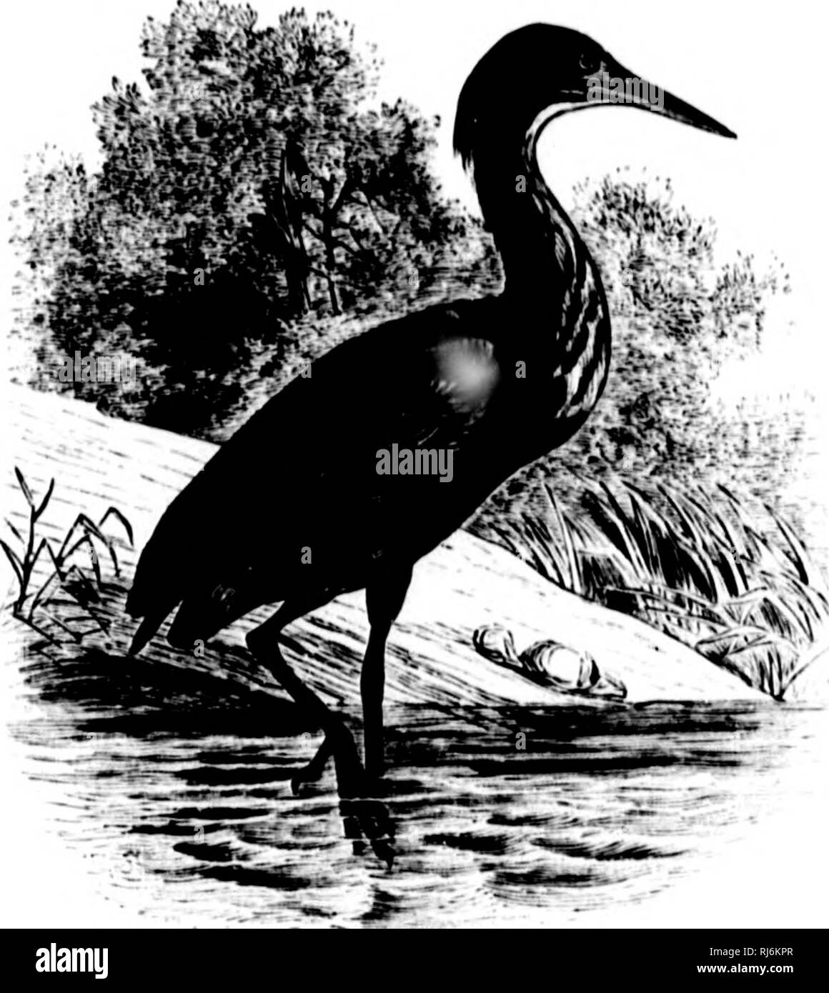 . The water birds of North America [microform]. Birds; Water-birds; Oiseaux; Oiseaux aquatiques. 48 ALTRICIAI, (JitAM-AToKKS- limtODlUNKd. Gknis BUTORIDES, 1!i-ytii. lUiluriiliS, &quot;Bi.YTii, 1810,&quot; UnNAi'. C'lMLsp. II. lS5r., I'JS (tjin', .h;l,u juvaiiku, lIoiiSF.). Uniseii.i, t'AUAN. J. f. O. IV. 165(5, 343 (tyiir, Ankit vinncenn, Linn.). Gen. CiiAii. Small IIltoii'*, uttlaikisli, iikhv or less viiiif^atid, lolors, tlie iiik-um and oocipul m-atiMl. lilll' ratliiT stcmt, ili'Litk'tlly Uiw^'V lliaii llif Uikw. Mental a| I'X iva.iiin^,' lo a little k'SH than halt' way (in /&gt;. ^nnni.sc Stock Photo