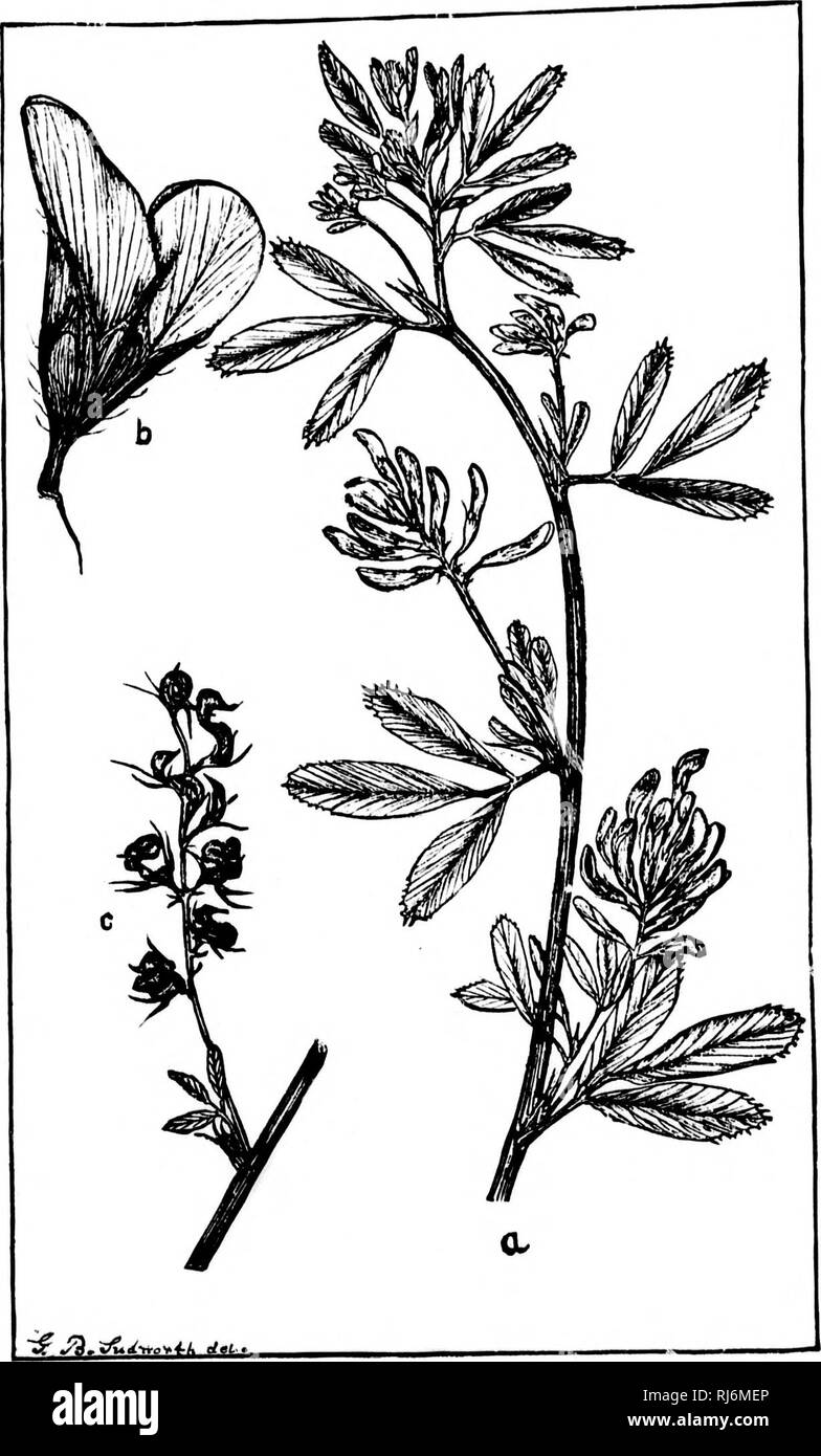 . Grasses of North America [microform] : chapters on the physiology, composition, selection, improving and cultivation of grasses, management of grass lands, also chapters on clovers, injurious insects and fungi. Grasses; Forage plants; Graminées; Plantes fourragères. MEDICAGO SATIVA. LUCERNE. 353. Yta.lSi.-Medicaan mtira, L. (Lucerne, AlfalfuJ «, part of tlie top of a plant; h, flower enlarged ; c, yoims^ pods.—(Sudwortli.) 45. Please note that these images are extracted from scanned page images that may have been digitally enhanced for readability - coloration and appearance of these illustr Stock Photo