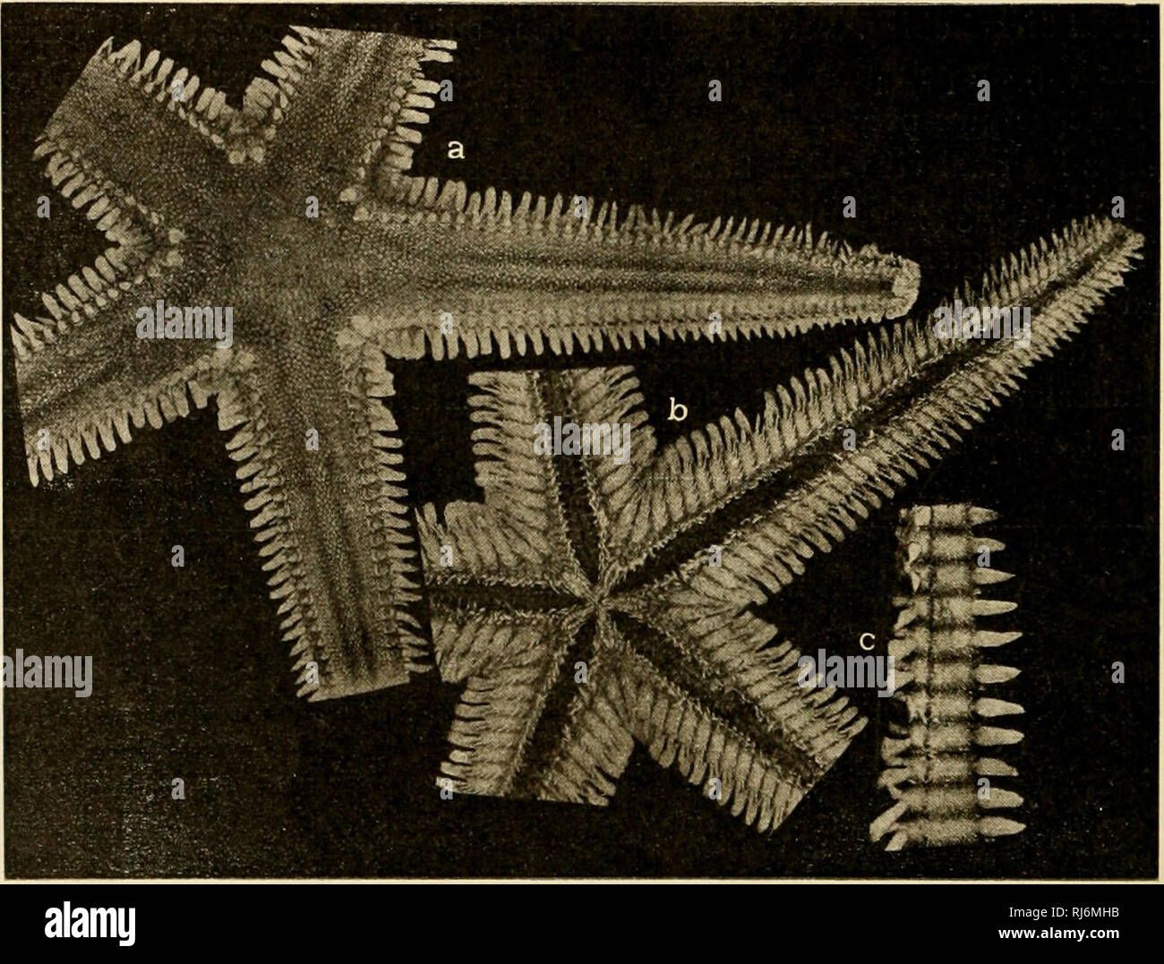 Page 3 Astropecten High Resolution Stock Photography And Images Alamy Page 3 Astropecten High Resolution Stock Photography And Images Alamy
