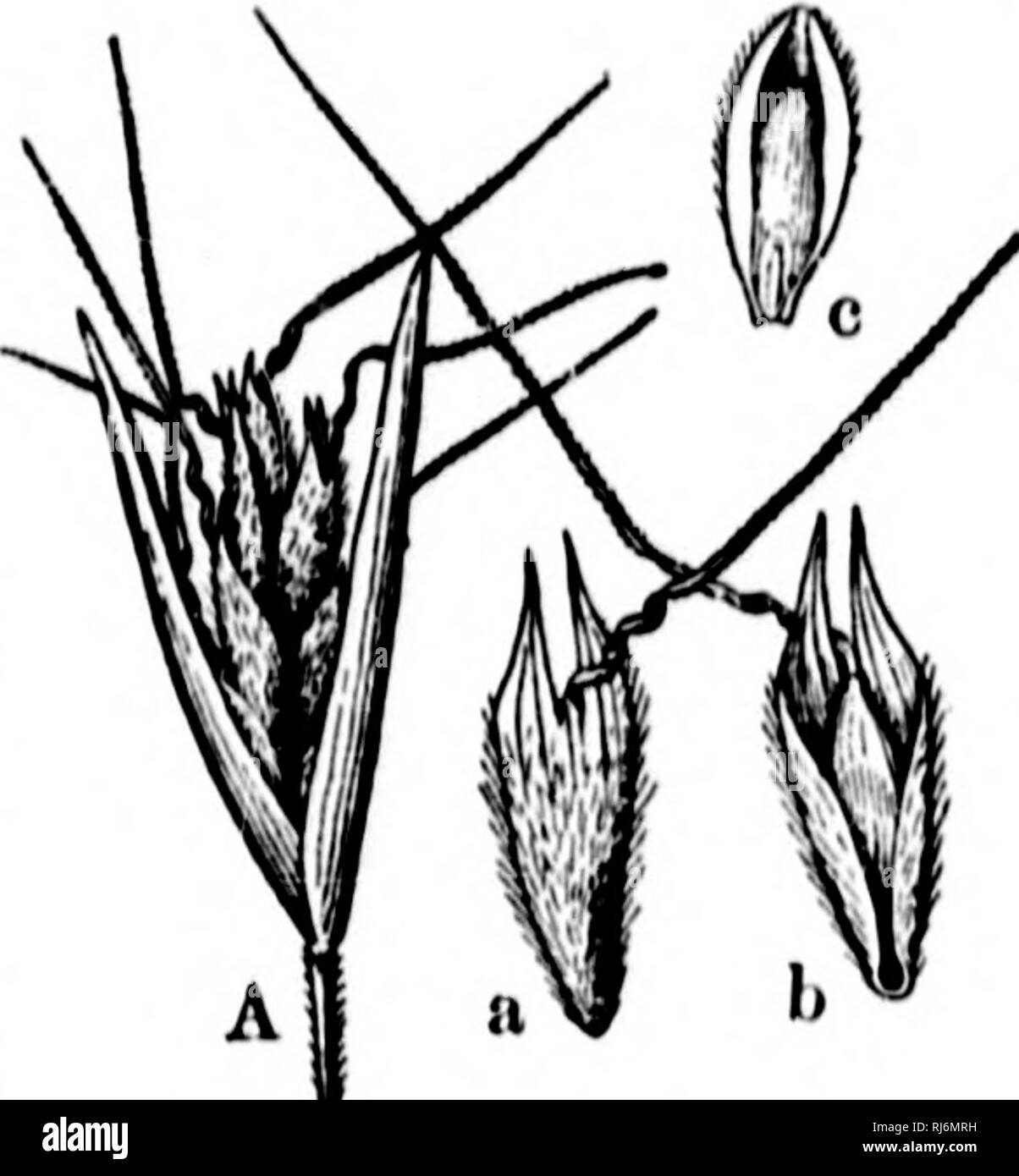 . Grasses of North America [microform] : the grasses classified, described and each genus illustrated, with chapters on their geographical distribution and a bibliography. Grasses; Forage plants; Graminées; Plantes fourragères. AVKNK.K. 3D1 Rorkv ^[oiiiitaiiiK, Wiisliiiifyion. ('alifnrniii.  III', uniipicata (Miinnt). It. imiApiniltt Munro, Viwcy, Cut. fJr. :.!» (lH.s:&gt;). Ciiliiirt lO-'^O ctn. Iiigli, '.M»; lloirrll, Liniiiion 4(57, J'ari.sh 1785, N. Trans. Coiil. Siirv. Cnii/n/ d' Snuhiwr lUT. :{. D. Mexicana Scrihii. Proc IMiihi. Acad. 301 (IS!»1). Culms (](&gt;-!»() cm. high, crc(!t, fi Stock Photo
