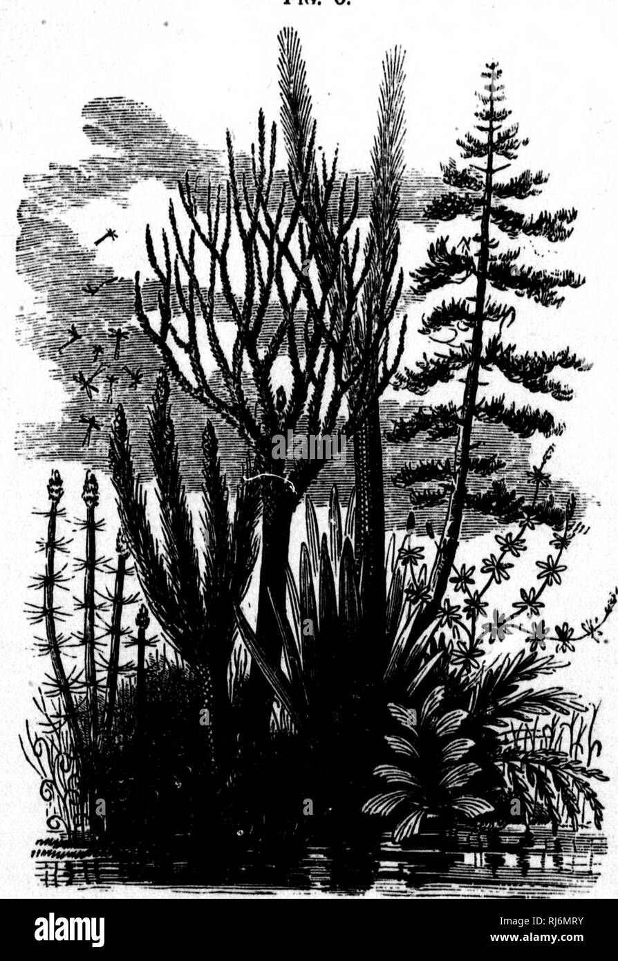 . Facts and fancies in modern science [microform] : studies of the ...