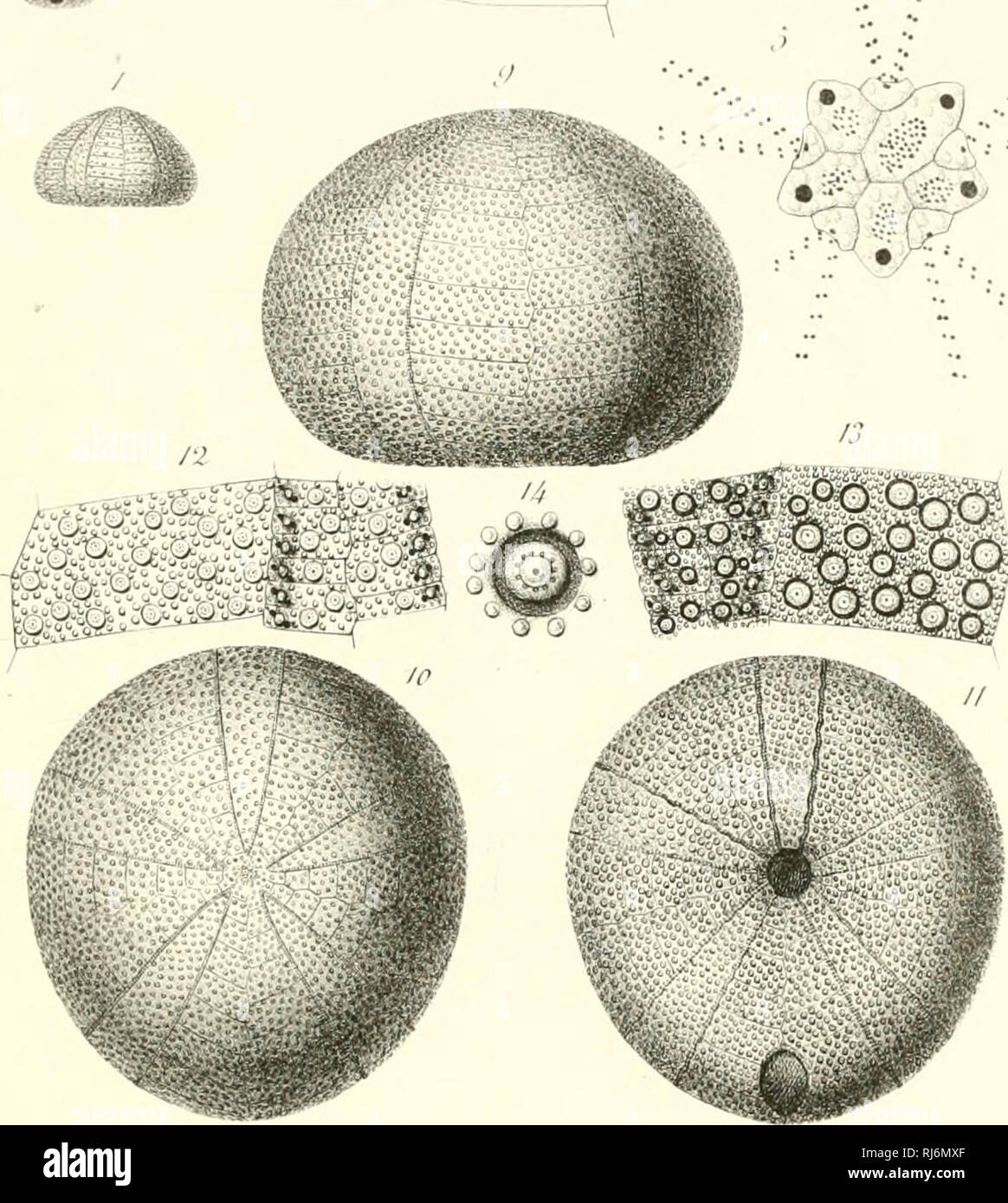 Page 2 Triger High Resolution Stock Photography And Images Alamy