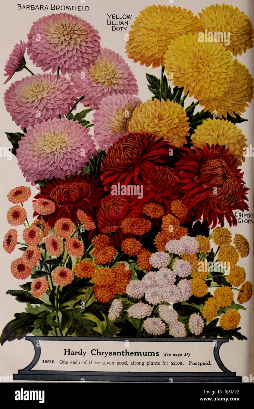 . Childs' spring catalog : 1927 52nd year. Commercial catalogs Seeds; Nurseries (Horticulture) Catalogs; Vegetables Seeds Catalogs; Bulbs (Plants) Seeds Catalogs; Seeds Catalogs; Flowers Catalogs; Fruit trees Catalogs; John Lewis Childs (Firm); Commercial catalogs; Nurseries (Horticulture); Vegetables; Bulbs (Plants); Seeds; Flowers; Fruit trees. Barbara Bromfield. 86. Please note that these images are extracted from scanned page images that may have been digitally enhanced for readability - coloration and appearance of these illustrations may not perfectly resemble the original work.. John Le Stock Photo
