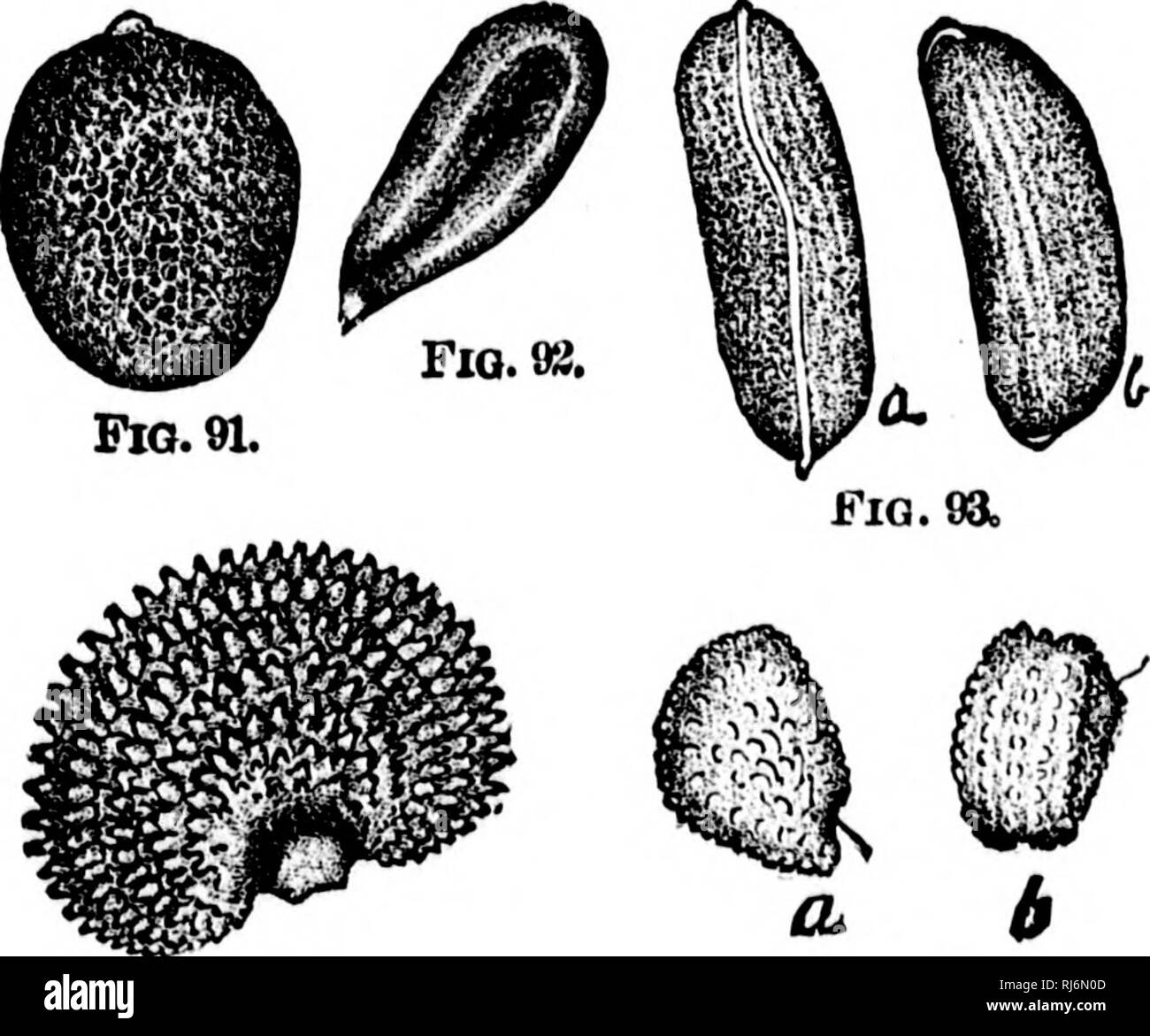 . Grasses of North America [microform] : chapters on the physiology ...