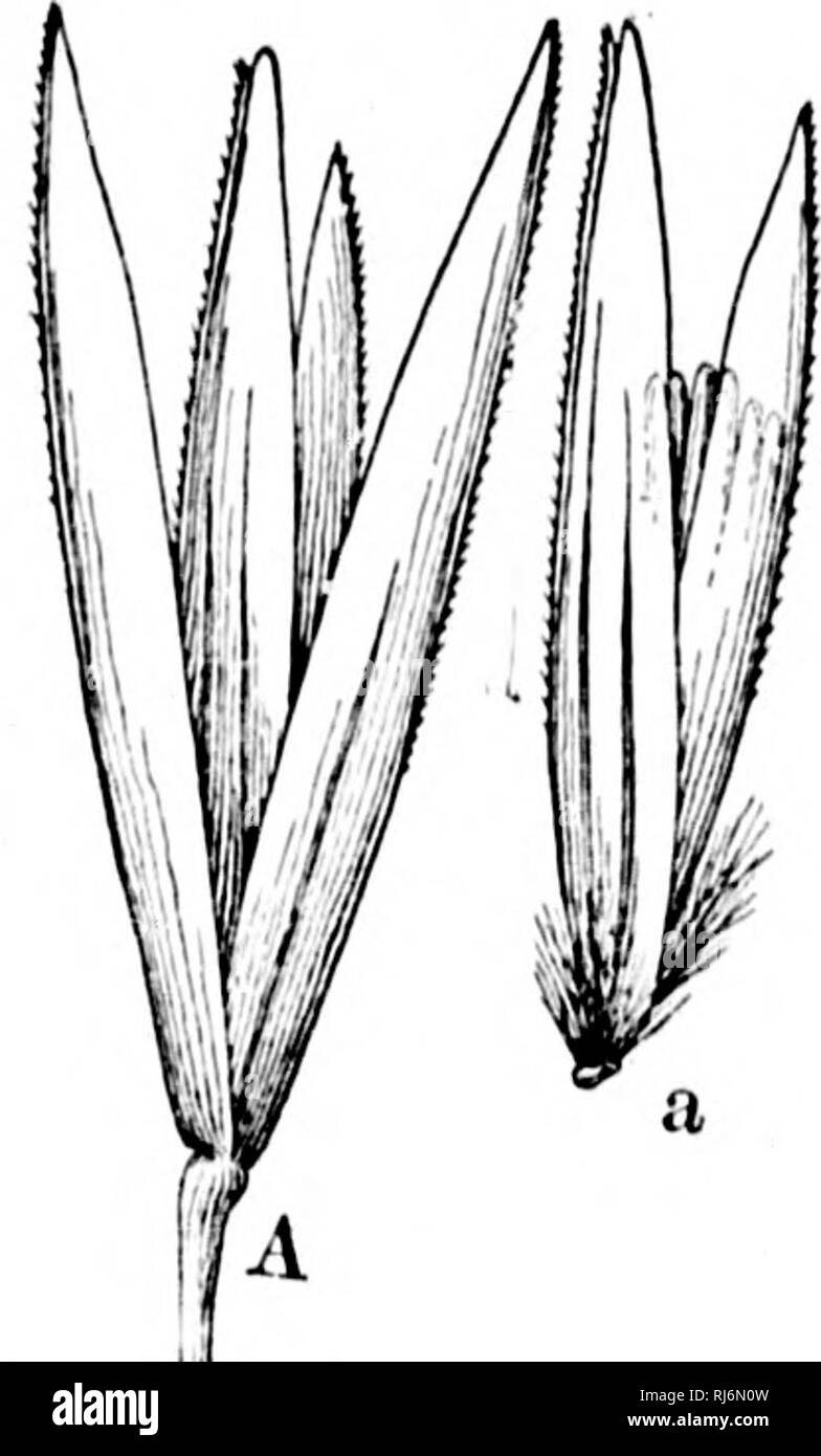 . Grasses of North America [microform] : the grasses classified, described and each genus illustrated, with chapters on their geographical distribution and a bibliography. Grasses; Forage plants; GraminÃ©es; Plantes fourragÃ¨res. 854 POACE.E. A ''Oiirseporenuial with creeping rootstoeks, blades rigid, narrow and involute. Very nearly related to Calaniovilfa Hack. 1. A. arenaria (L.) Link, Ilort. Herol. 1:105 (1827). Beach- OUASS. Sand-gkass. Antiido arcHdi-ia L. 8p, P]. 83. (irs;]). P.^(inim(( inforalis Bcauv. Agrost. i7(!, /. a, /. i (ISr.'). ('((ha&gt;ui(/ro.s/is aroiaria lloth. Fl. Germ. l- Stock Photo