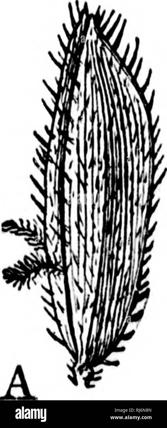 . Grasses of North America [microform] : the grasses classified, described and each genus illustrated, with chapters on their geographical distribution and a bibliography. Grasses; Forage plants; Graminées; Plantes fourragères. 178 PAXICACK.E. Spikelets lanceolato-oblong, 3.5 mm. long, loosely imbricate. 4 Spikelets semiovate. 1.5 mm. long 5 1. H. Virginicug(Villd.) Hritton, Trans. N. Y. Acad. Sci. 9:14 [reprint 13] (1889). White Rice. Lccrsia Viifjinica Willd. Sp. PI. 1 : 325 (1797). L. Viryinica Michx. Fl. Bor. Am. 1: 37 (1S03). Asprella Vinjinica K. &amp; S. 8vst. 2:2G0 (1817). Culms 40-70 Stock Photo