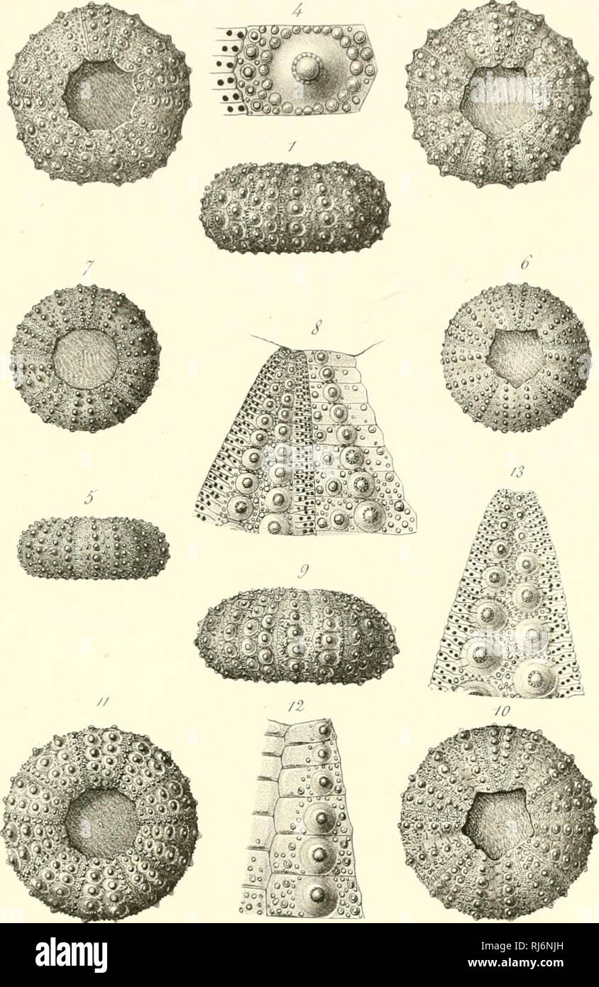 Chinides Du D C Partement De La Sarthe Senonien J I X V Mumetrt Djl Tt Jitfi Zh Bttouujrirtj 7 4 U P Lvs07 Ia Cosul A Um Cotfeau S C Frncroui Crcfi Auff I Cotffau Please Note That These Images Are