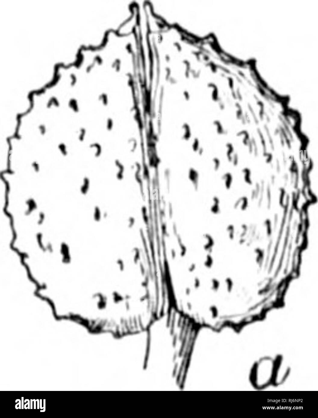 . Monograph of the North American Umbelliferae [microform]. Botany; Botanique. Fk;.'.â¢.âUil'iini iniicriciiiiii: n.h, â¢ i;. aterally, . Carpel resti'icted to the dry plains of Texas, i. Bifora americana (1H&quot;.) Watson, liiltl. Index 41;&quot;). l.sTs. Fig. ). MrniKi aiiiiriciiiHt !)('. Coil. .Mc'iii. 5: TLjiLIS. Isi'll. Aiiiilrii/ii itiiii lifiiiiiiiii Kuiitzr, li'. (icii. I'l. 1: L'dl. ISill. Stems ;&gt; dm. ()!â more hiyh. hi'anchinii' al&gt;ov( umlxds 5 to S-i-ayod; niys I'J to is mm. lonj^': pedicels about '2 nnn. lony; fruit '. nun. lony', .&quot;) mm. broad. Type locality, &qu Stock Photo