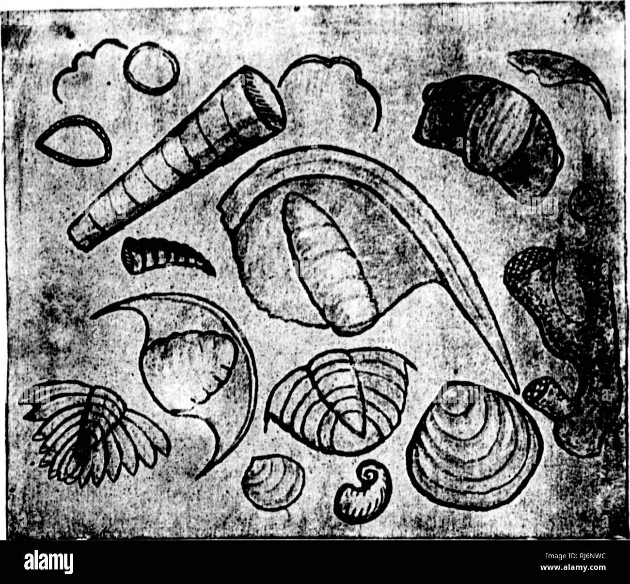 . Relics of primeval life [microform] : beginning of life in the dawn of geological time. Paleontology; Paléontologie. Fig. 9.—Lower Cambrian Fossils found in a fiw cubic iiulics oj limestone in a conglomerate at Little Metis ; viz., Trilobites of i^enera Olenellus, Ptychoparia, Solenopleura, Protypus; Brachiopod oJ i^eiius Iphidea ; Pteropod of genus Hyolithes ; Gastropod, genus Stenotheca ; Sponge, undetermined. 41. Please note that these images are extracted from scanned page images that may have been digitally enhanced for readability - coloration and appearance of these illustrations may  Stock Photo
