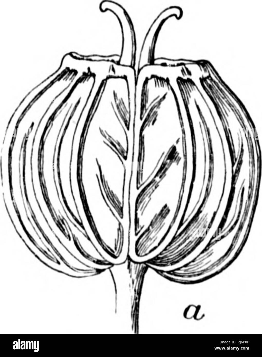 . Monograph of the North American Umbelliferae [microform]. Botany; Botanique. COULTKU ANI) KOSKâNoliTH AMKRH'AN I'MHKLMt KKAK. 2W lint Hf to lu'tiinos sliohtlv Li&gt; Worth, in, Ih'iirii, K), 1804. Fi(i. 1. iiiu'lunjj;-; )eriii*; to nviird to uiu&quot;, 1K.S2; Muclhuuftl, lis Ohispo, Vpril.lKHH; l^rlli^t, 185)8. fusiform â &lt; cnMiiite, nit about hI soc'tion (i/ni. uouiitains i8Jtri. 11.1 Mitford, HiiiiDK Imi,am): IVovidi'iict&quot;, IT. IT. liitilfii, in 1874. S: .Ikuskv: Fort Lee, '&lt;t,i Sickle, July 12, 1804. DisruicT OK CoiirMiii.v: Near Wasliin^'toii, Vukcij, Se|itciiilicr â¢ '(), Stock Photo