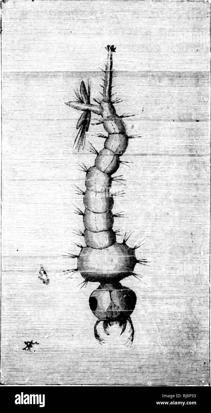 Possible still hi Black and White Stock Photos & Images - Alamy